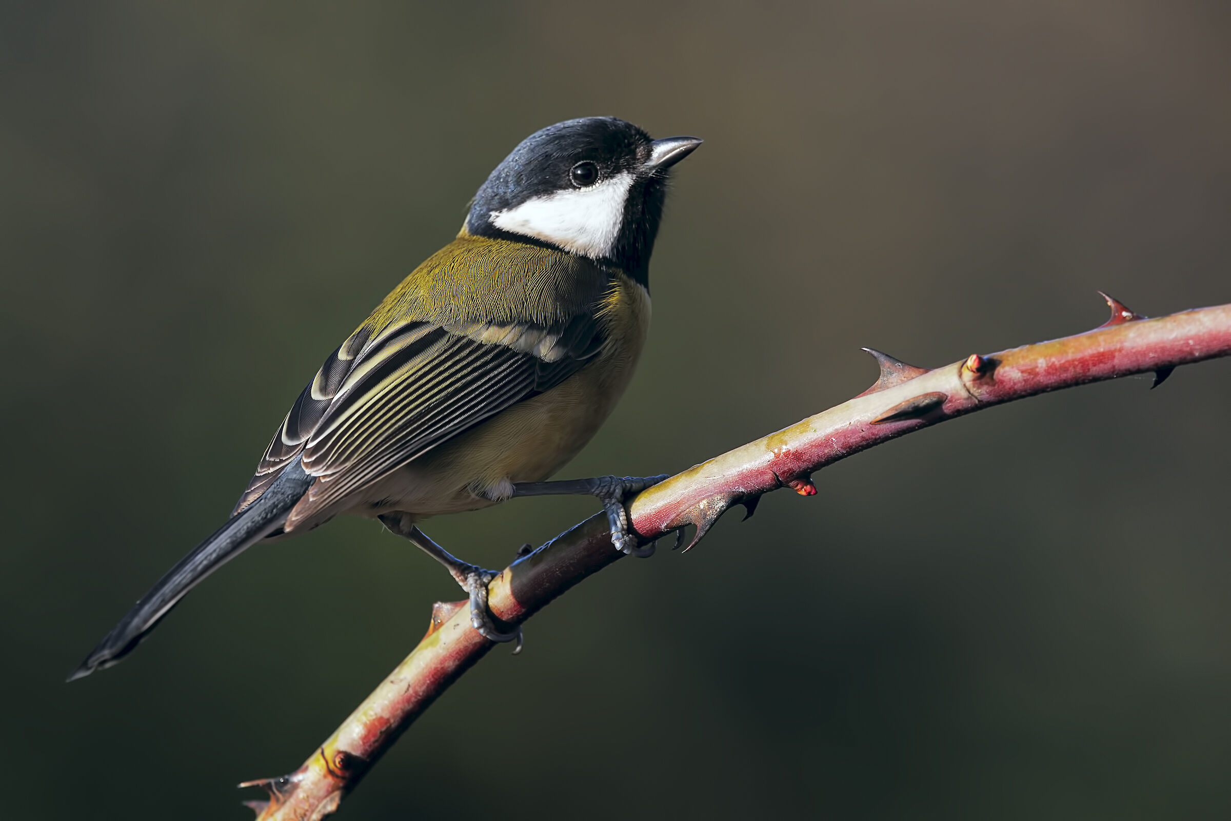 Parus major