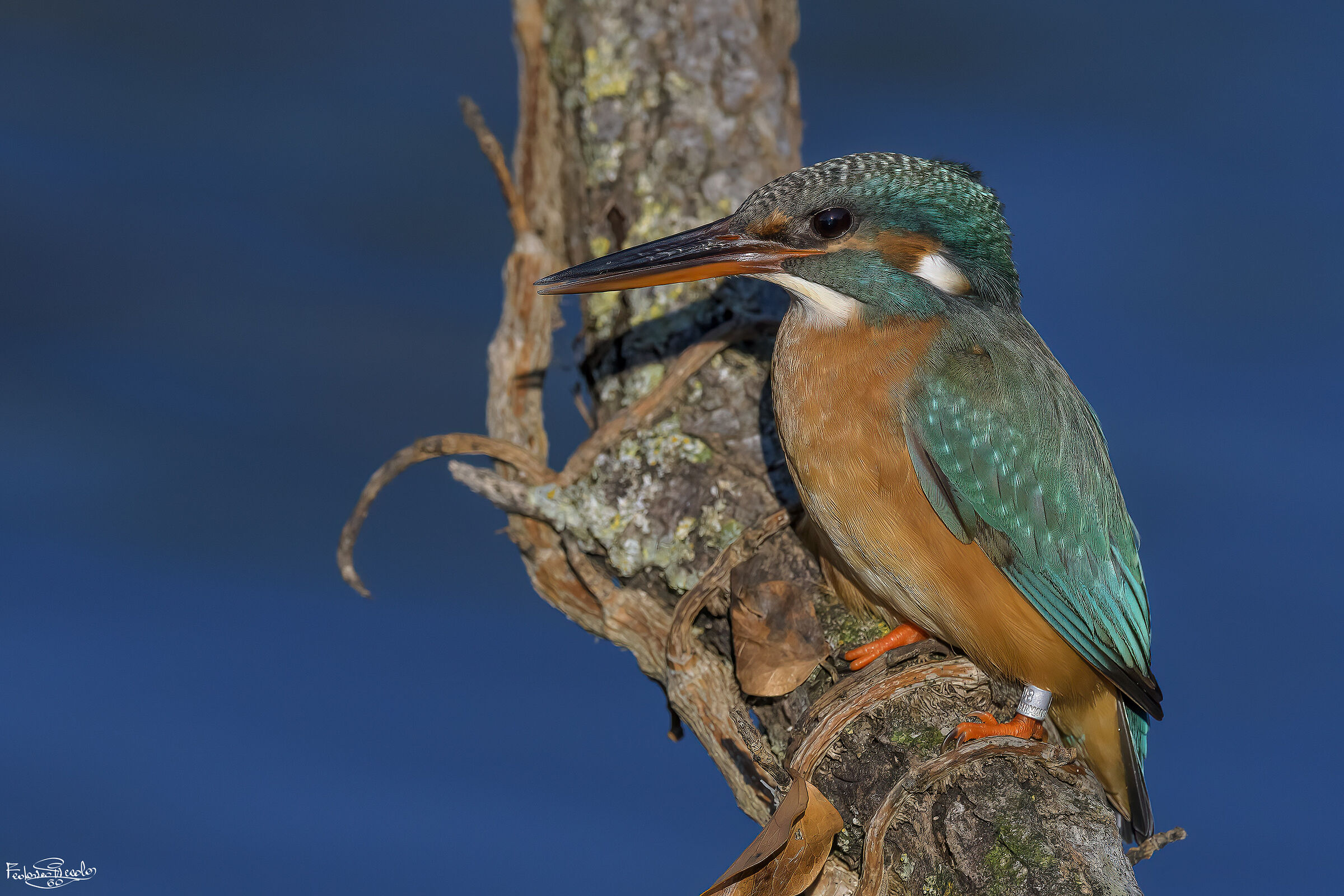 Kingfisher