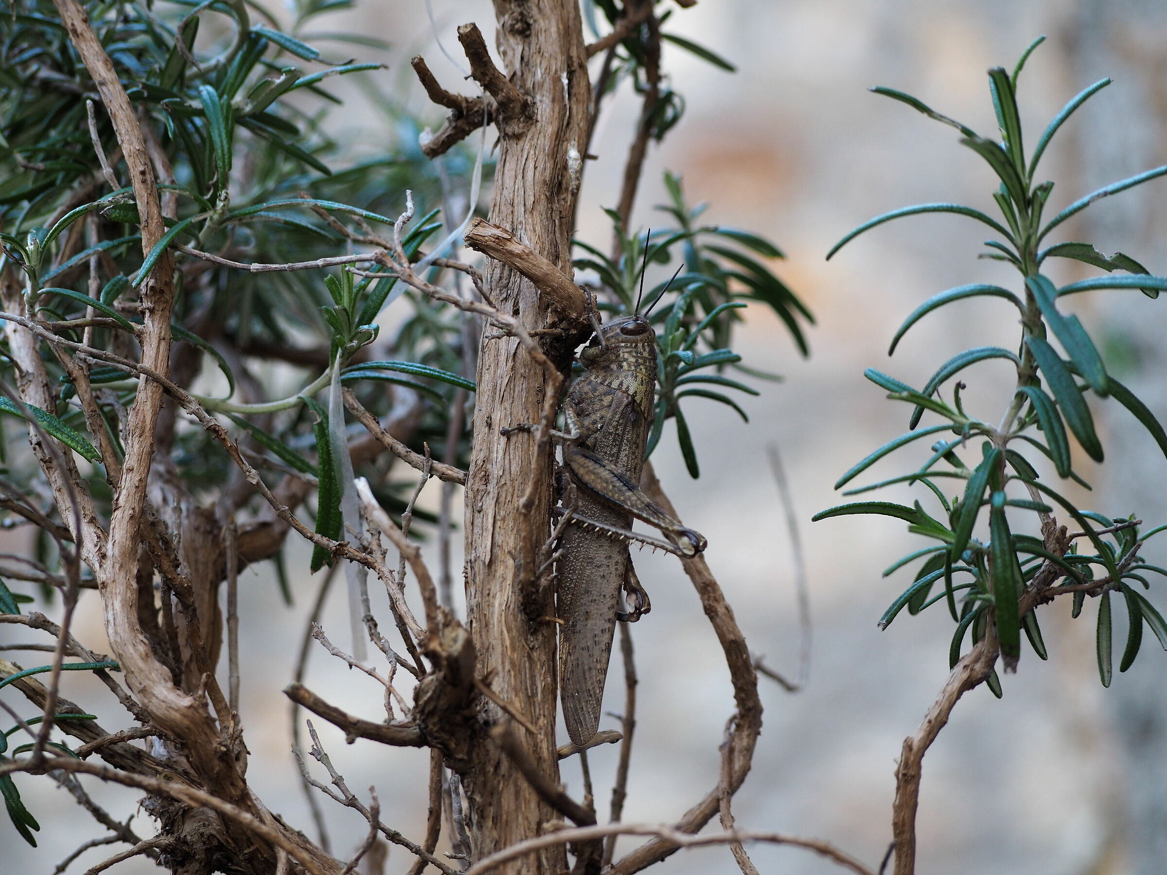 Locusta sul rosmarino