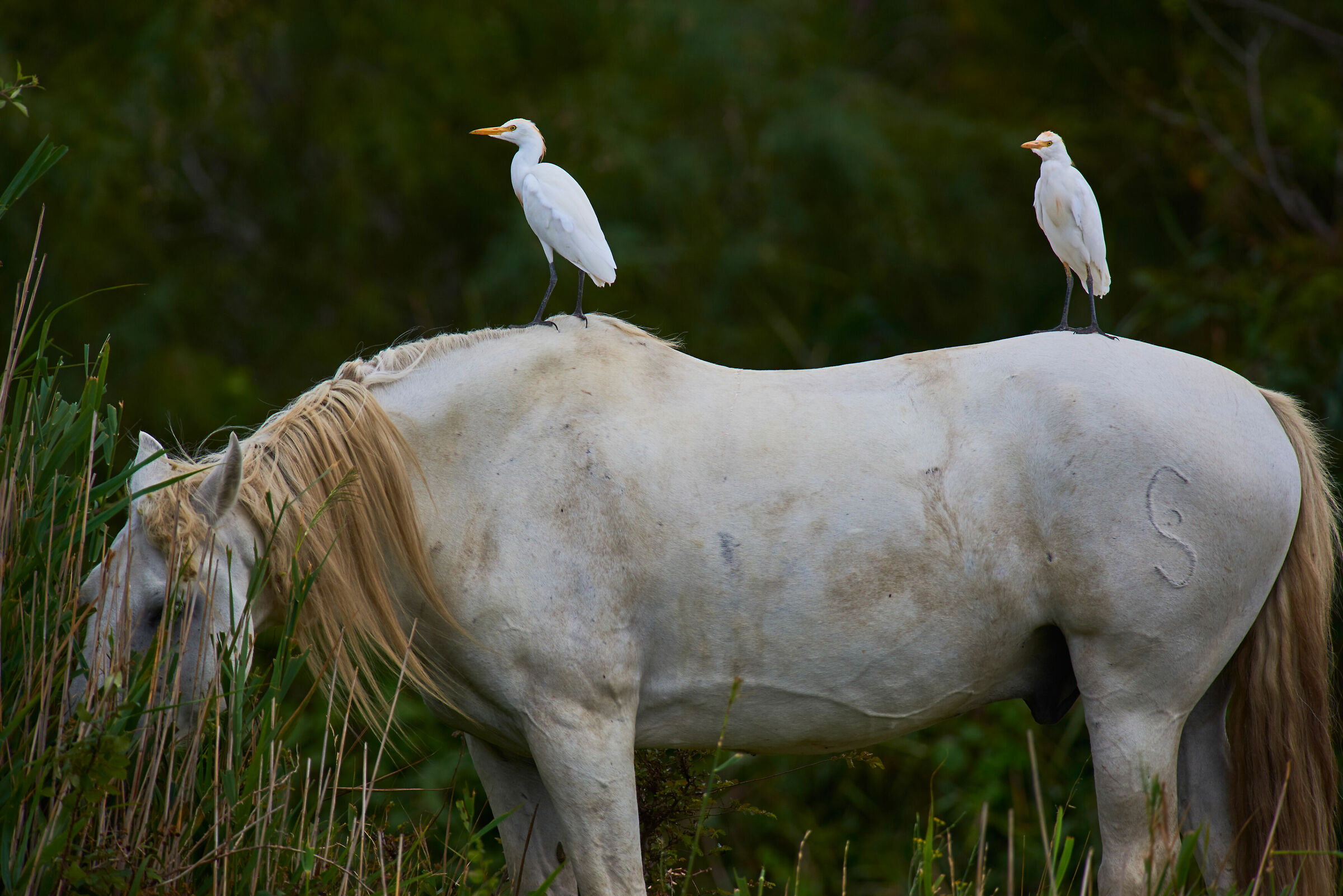 Guardsman on horseback