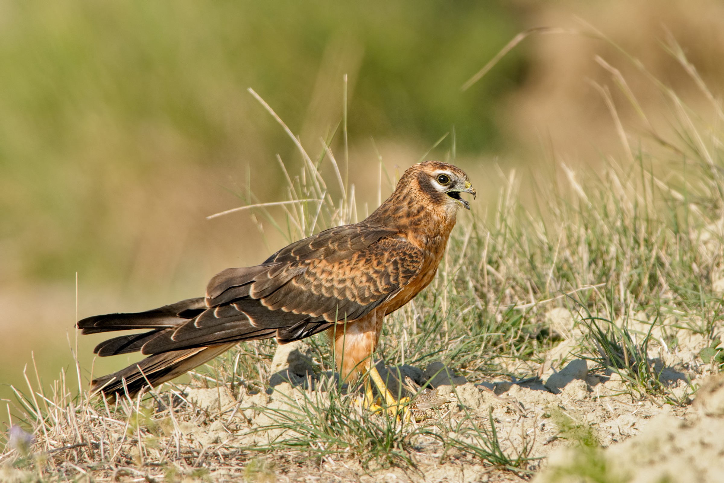 Montagu's Harrier (Circus pygargus)