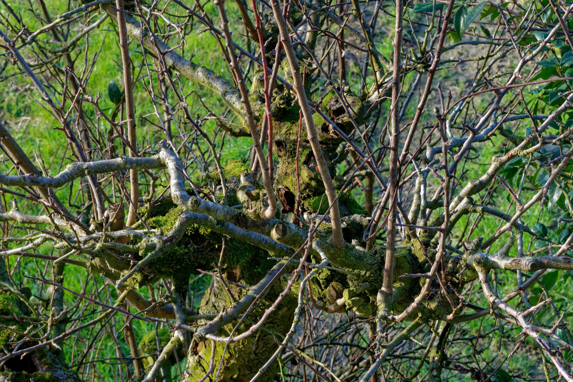 Son vecchio ma non mollo