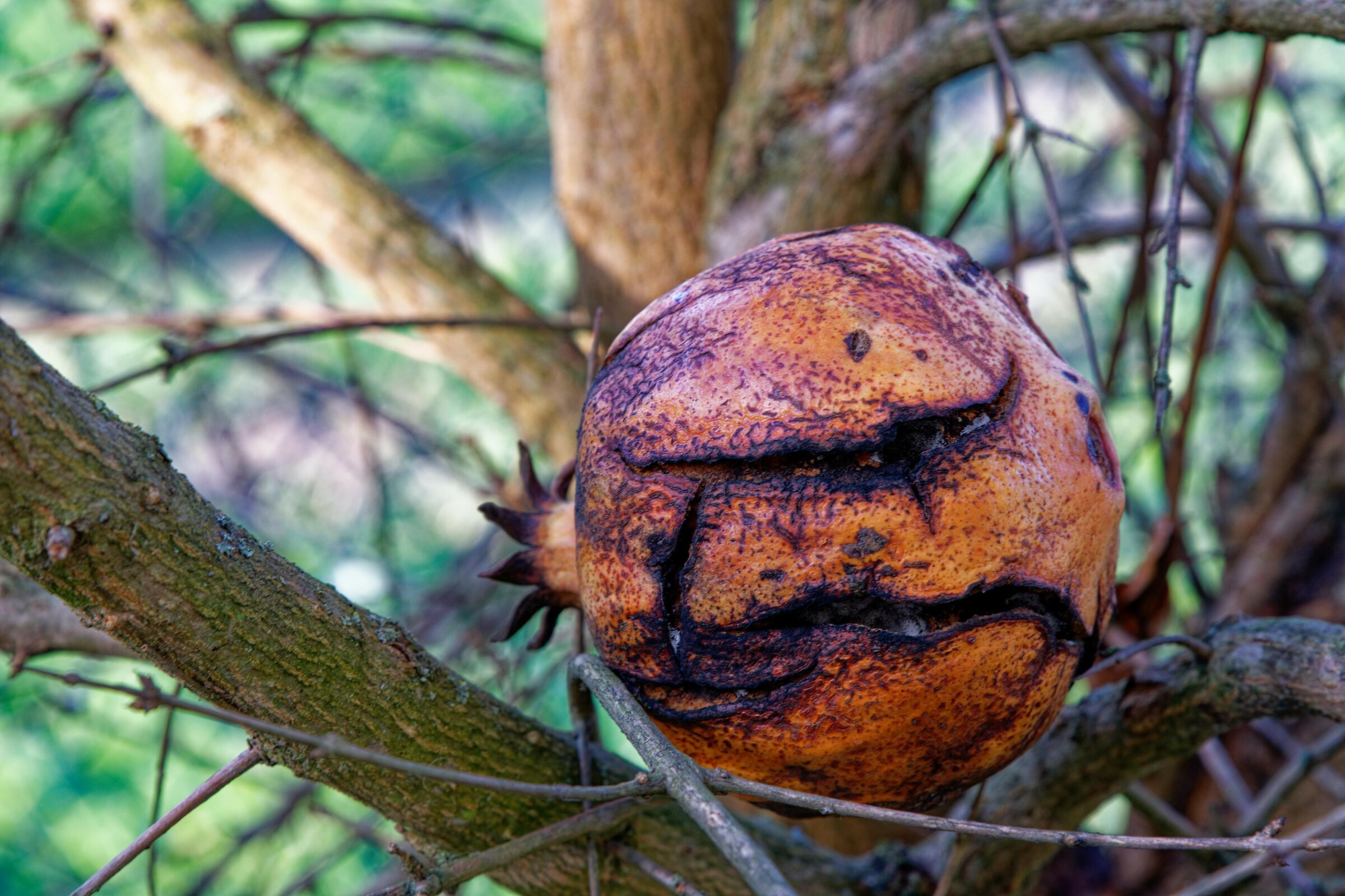 Melagrana aspetta la primavera