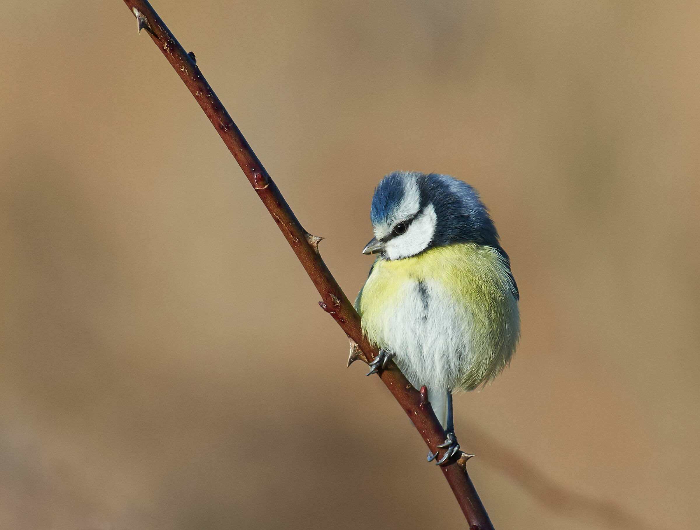 Tit Blu