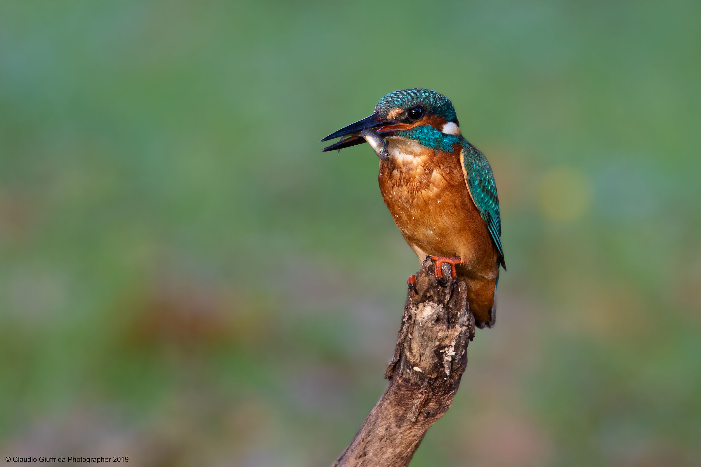 Alcedo atthis