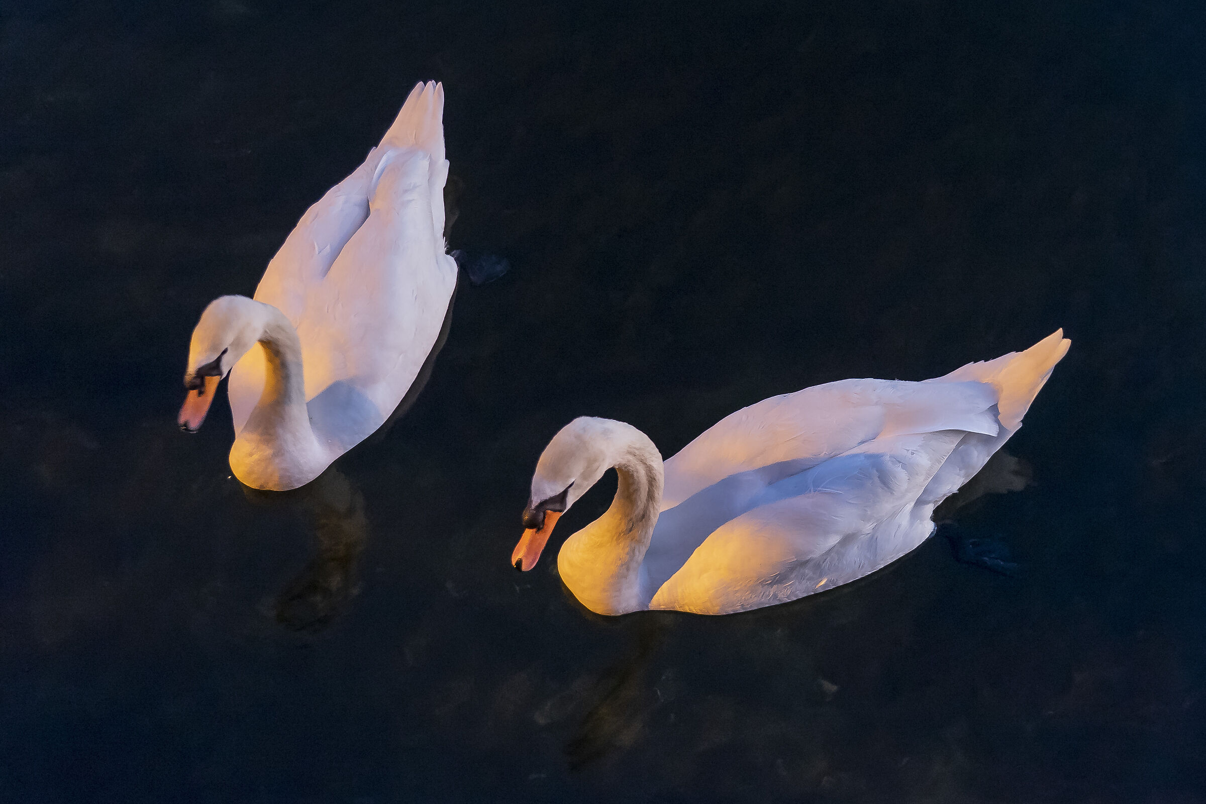 Venerdì 27 dicembre 2019, 17:14:14