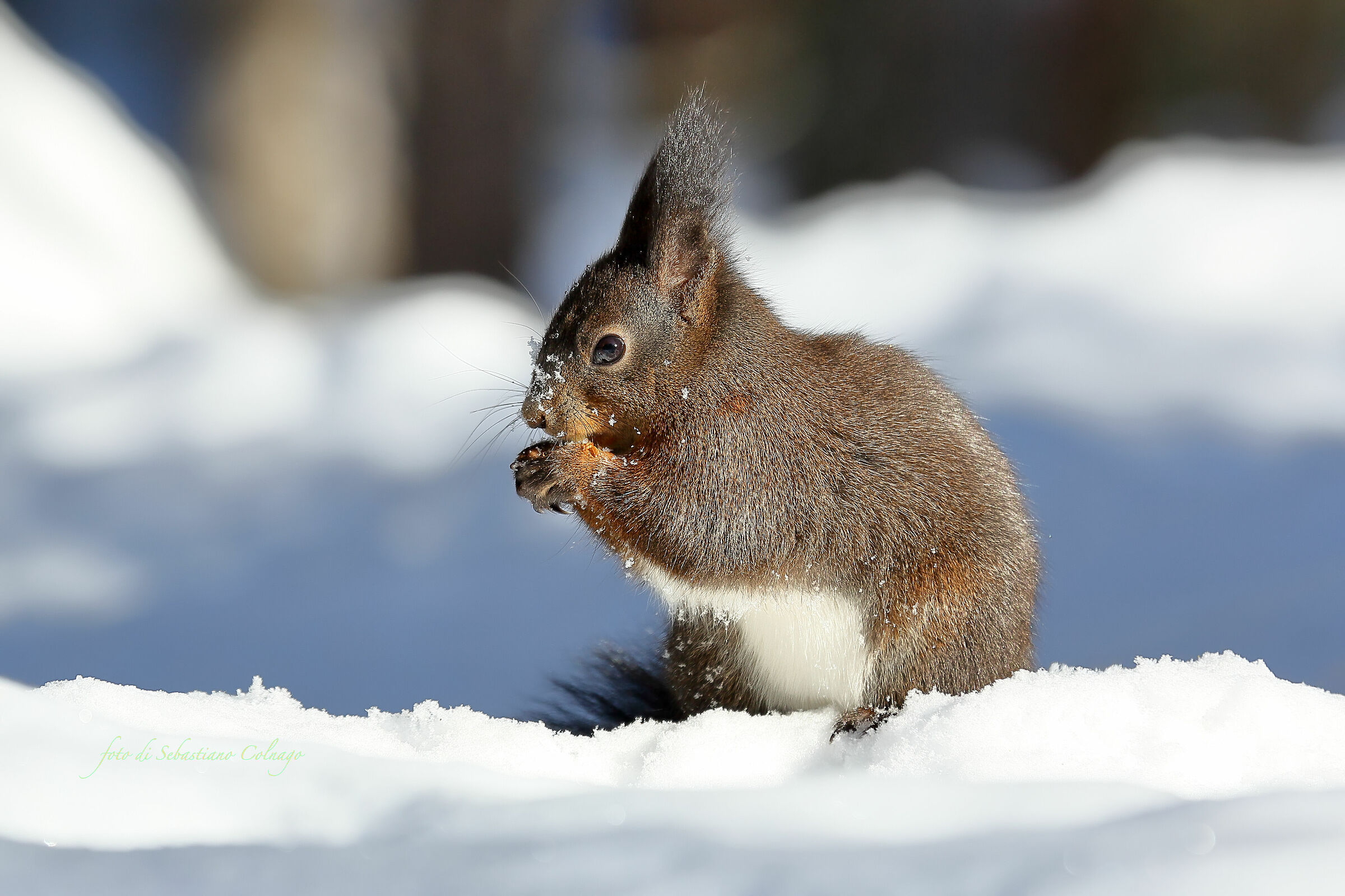 Lo scoiattolo affamato