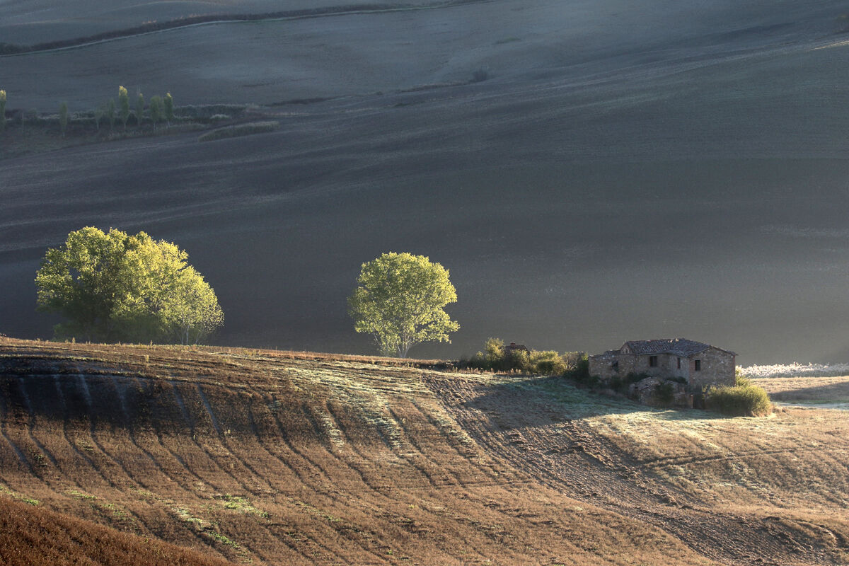 Gli alberi ed il cascinale
