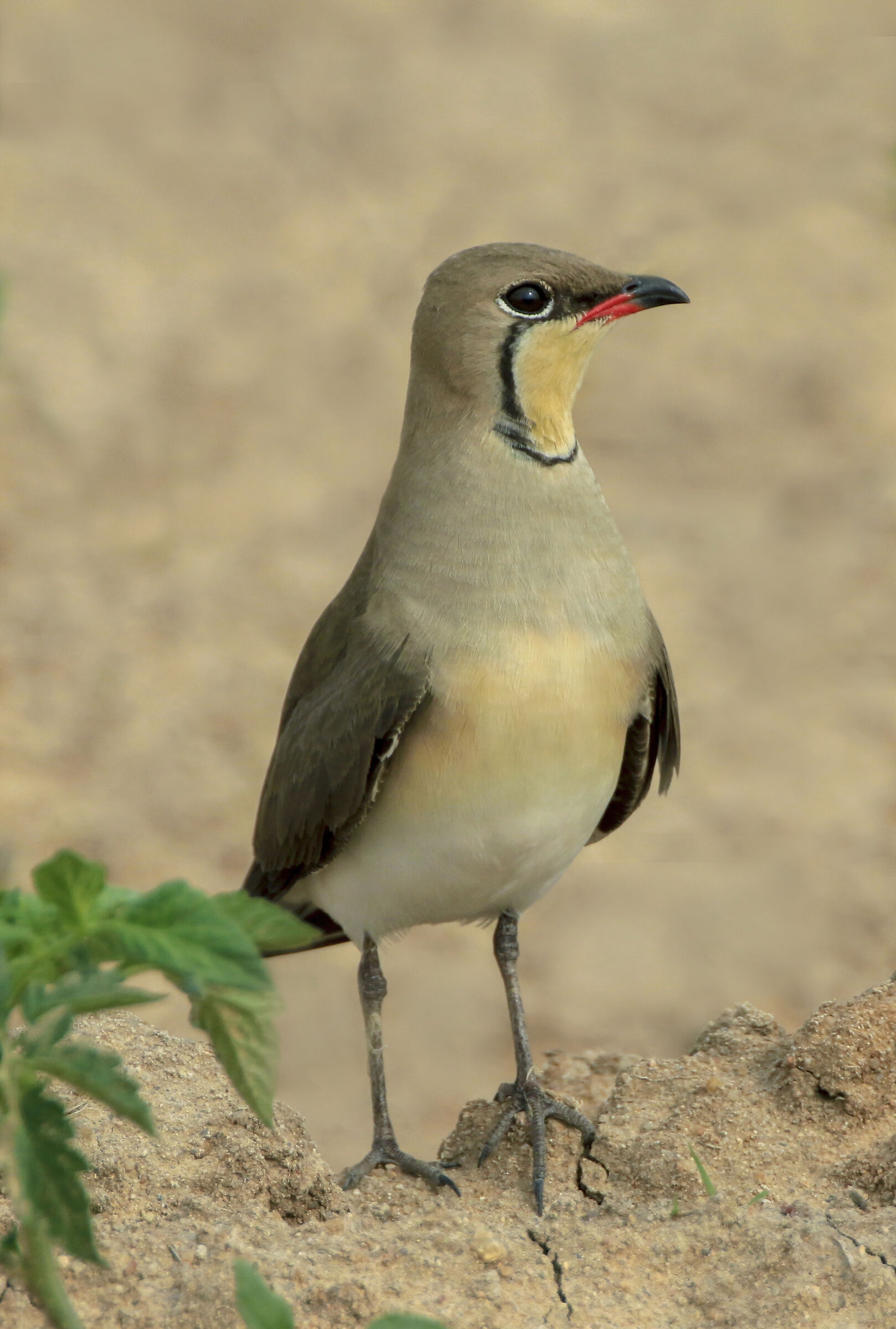 partridge of the sea
