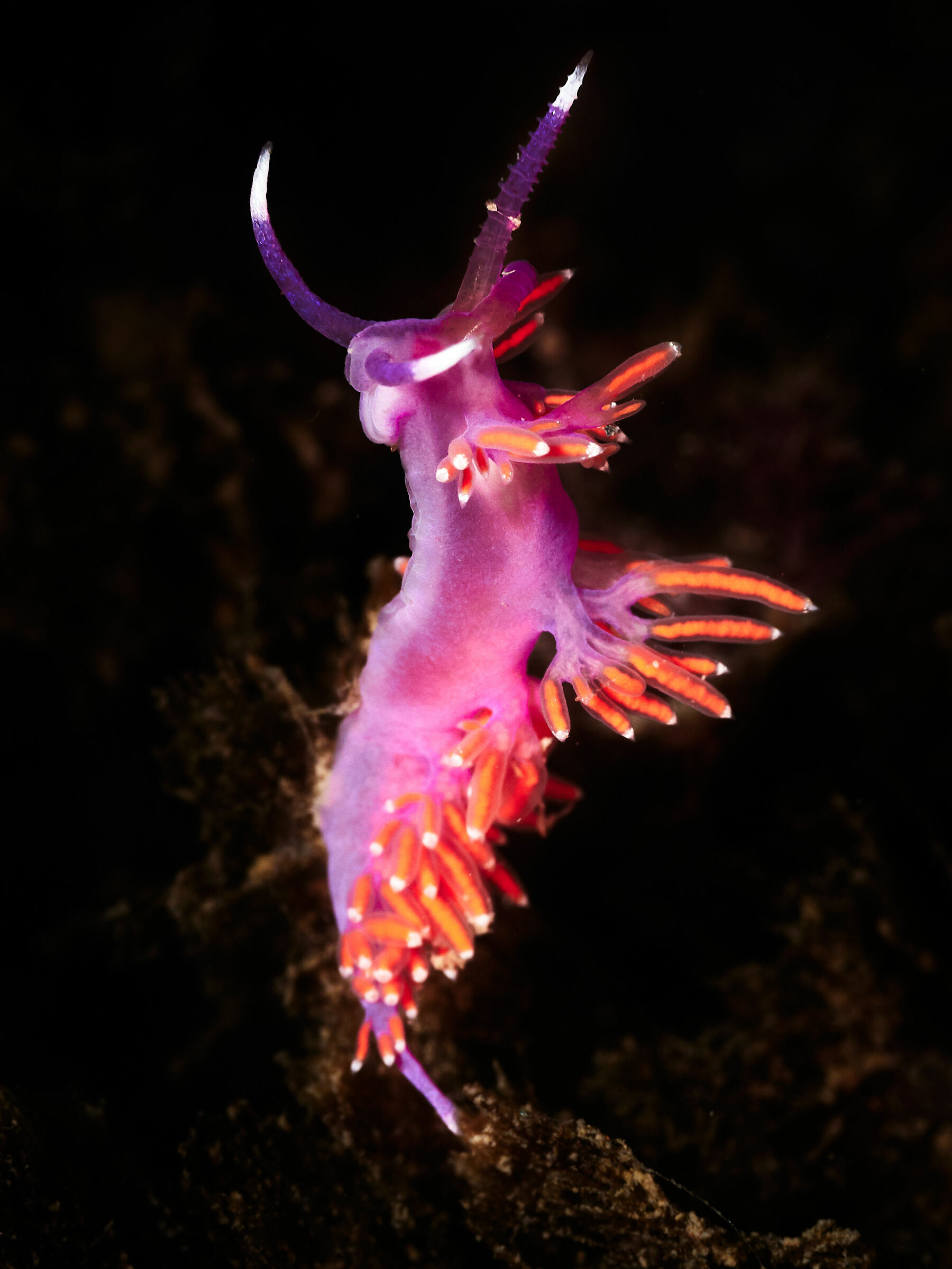 Flabellina