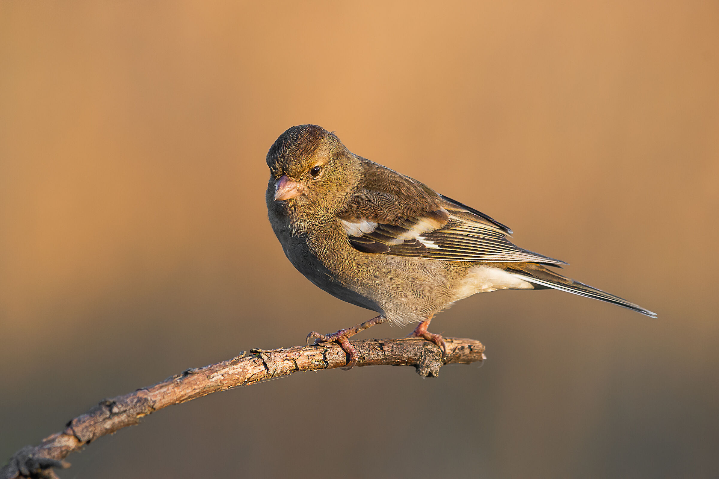 Chaffinch
