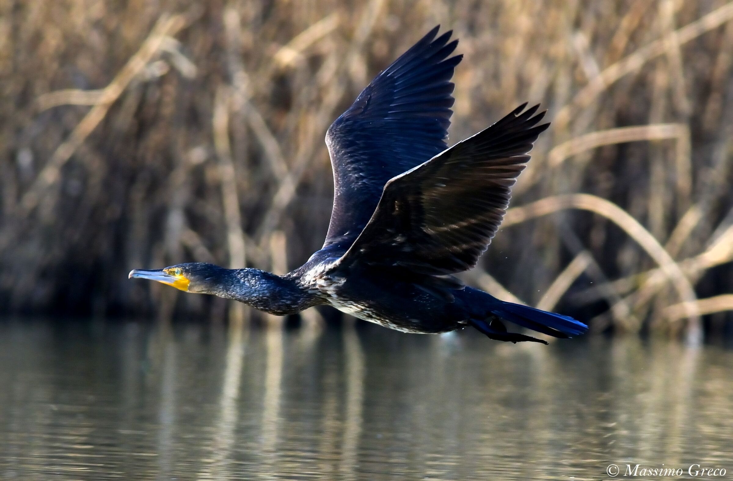 Cormoran (Phalacrocorax carbo)
