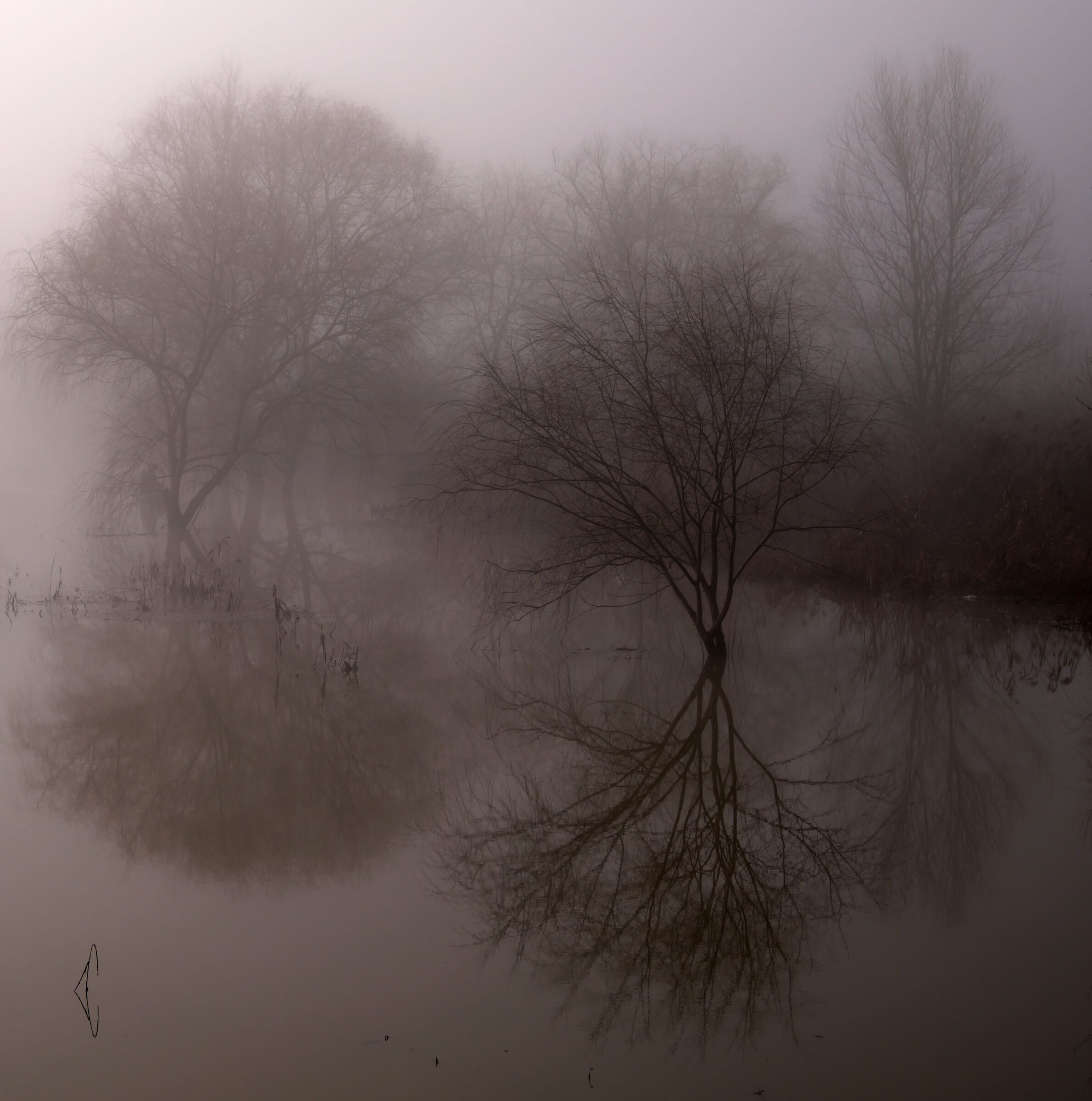 The fog takes the padule