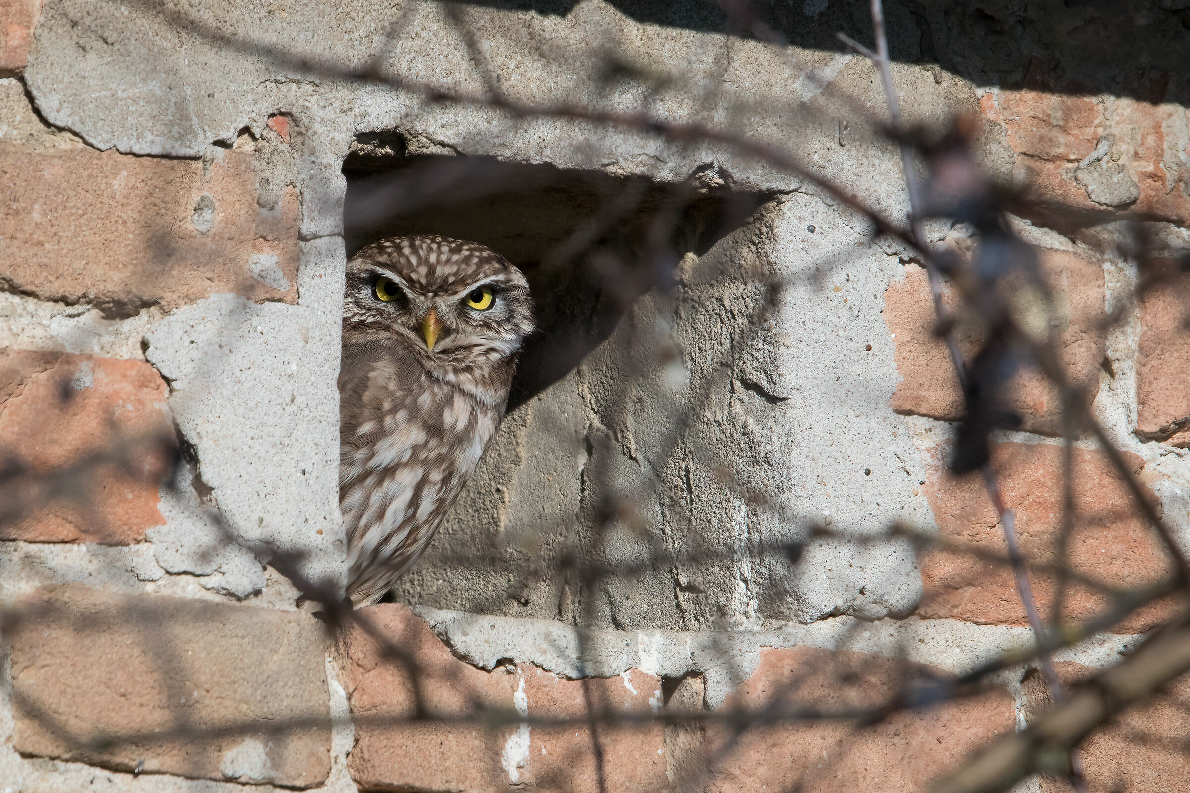 Civetta alla finestra
