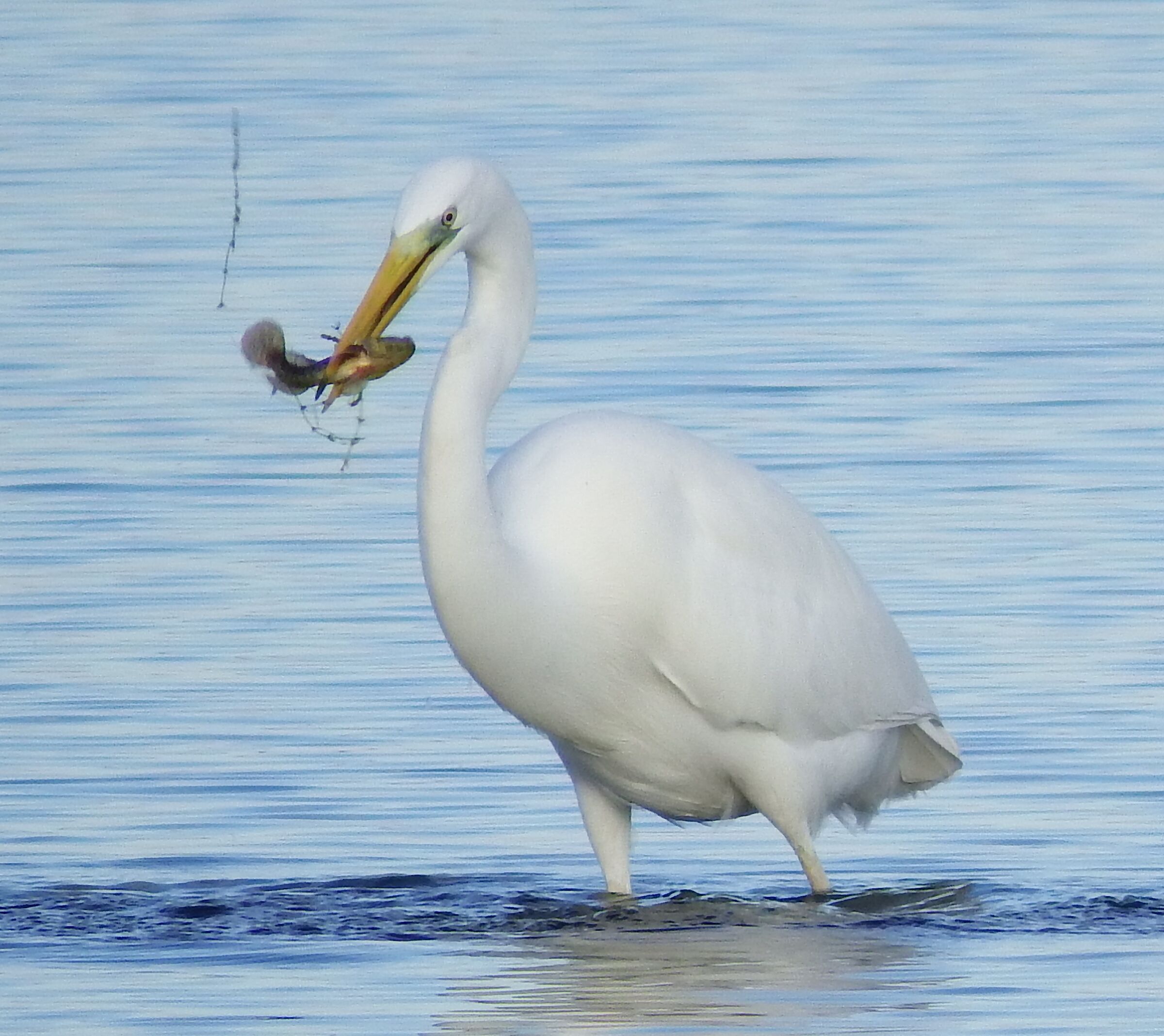 L'airone e la sua preda