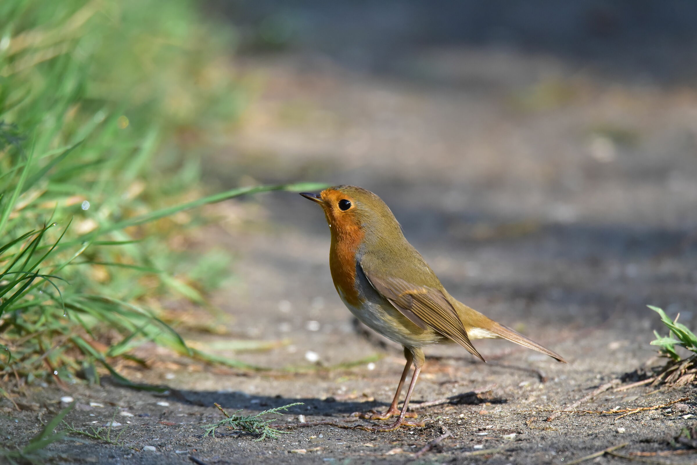 Robin on the trail