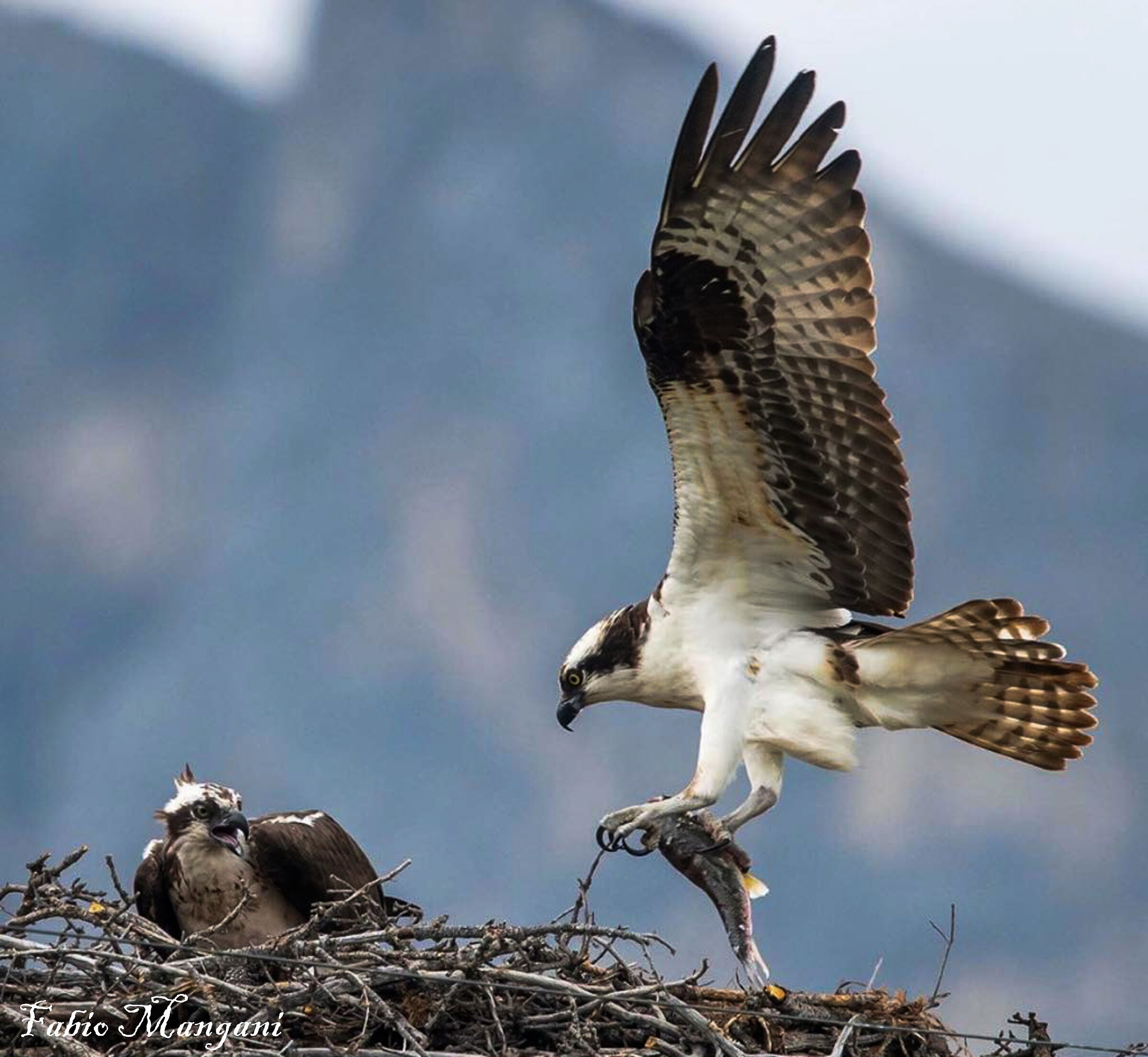 osprey at the nest with prey