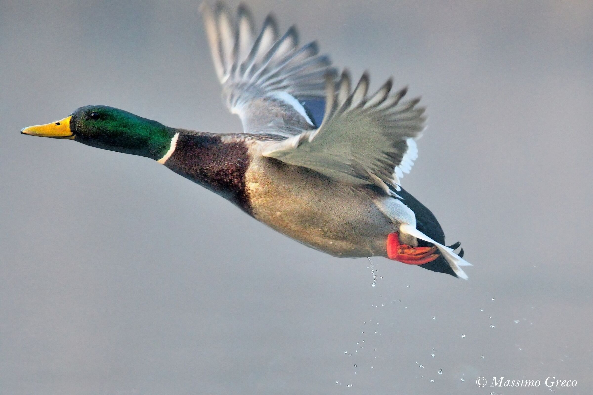 Mallard