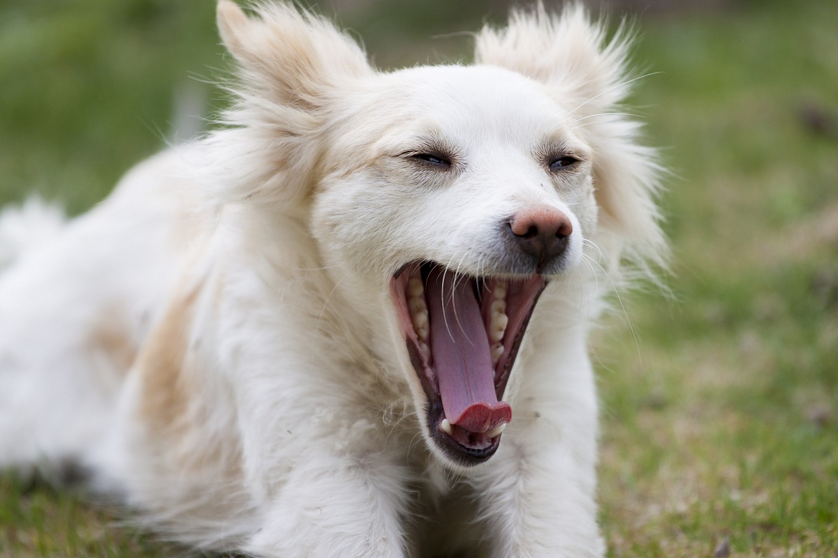 Oh mio Dio che Sonno Cane!!!