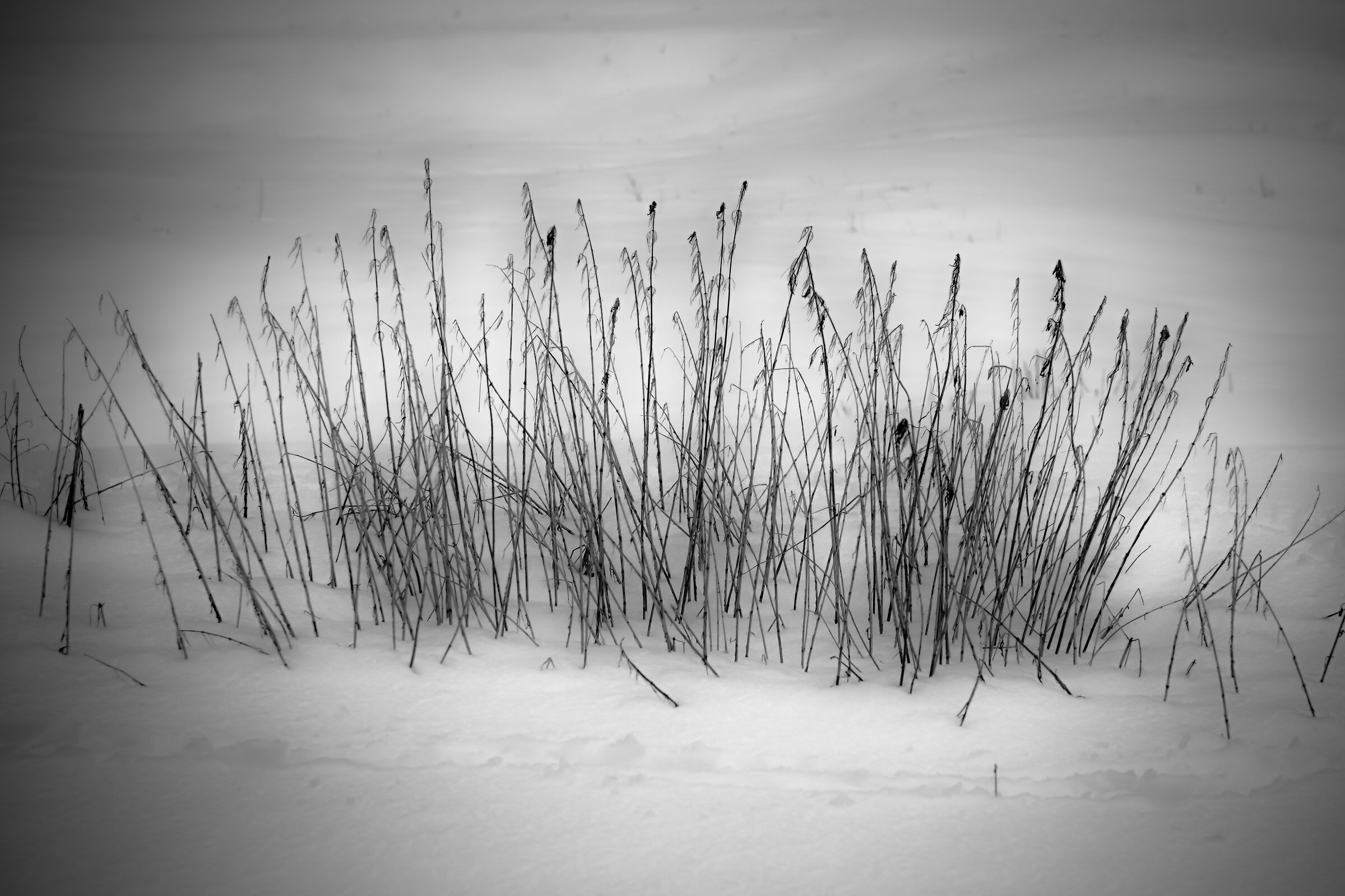 Snow