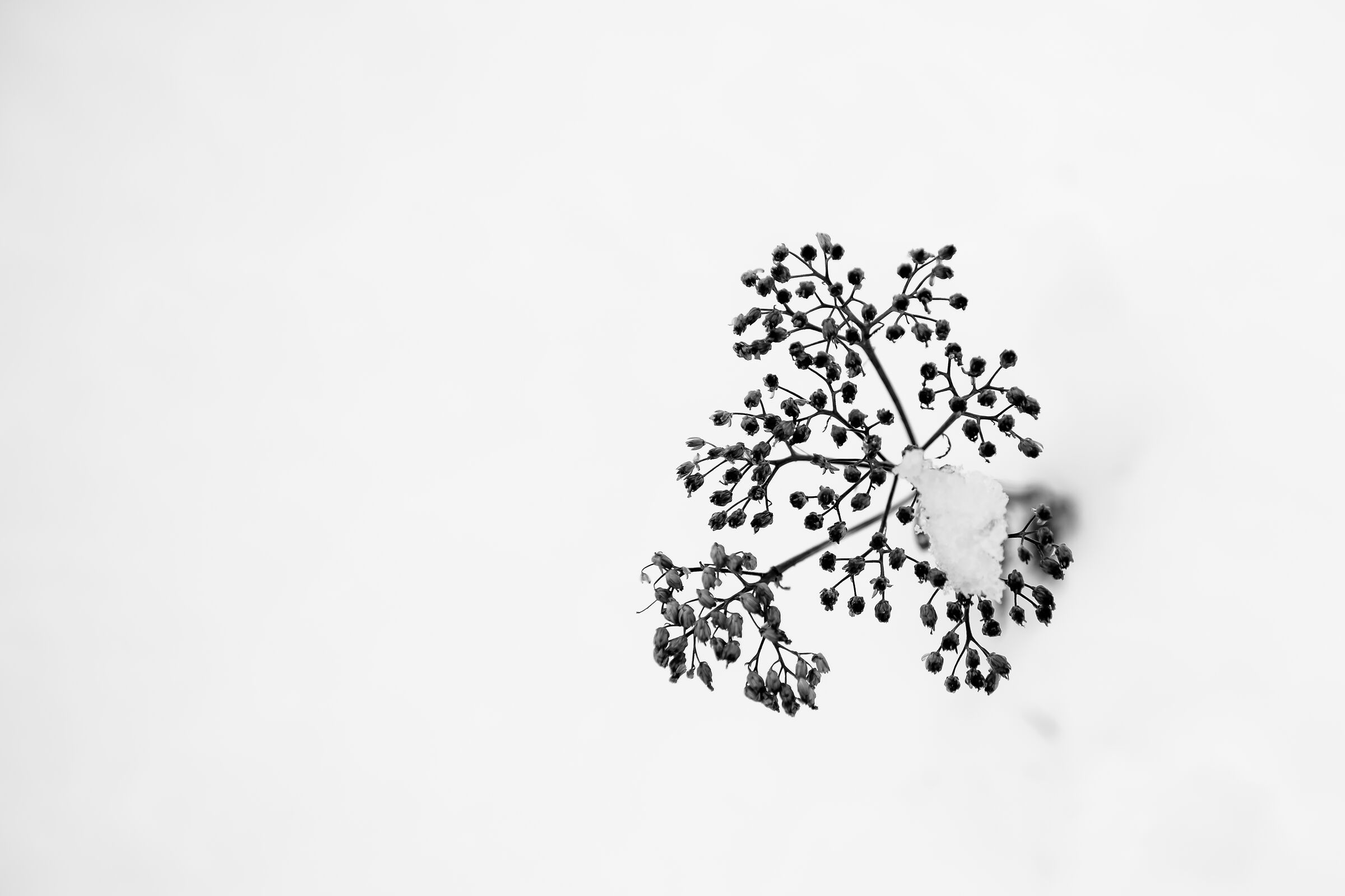 Snow