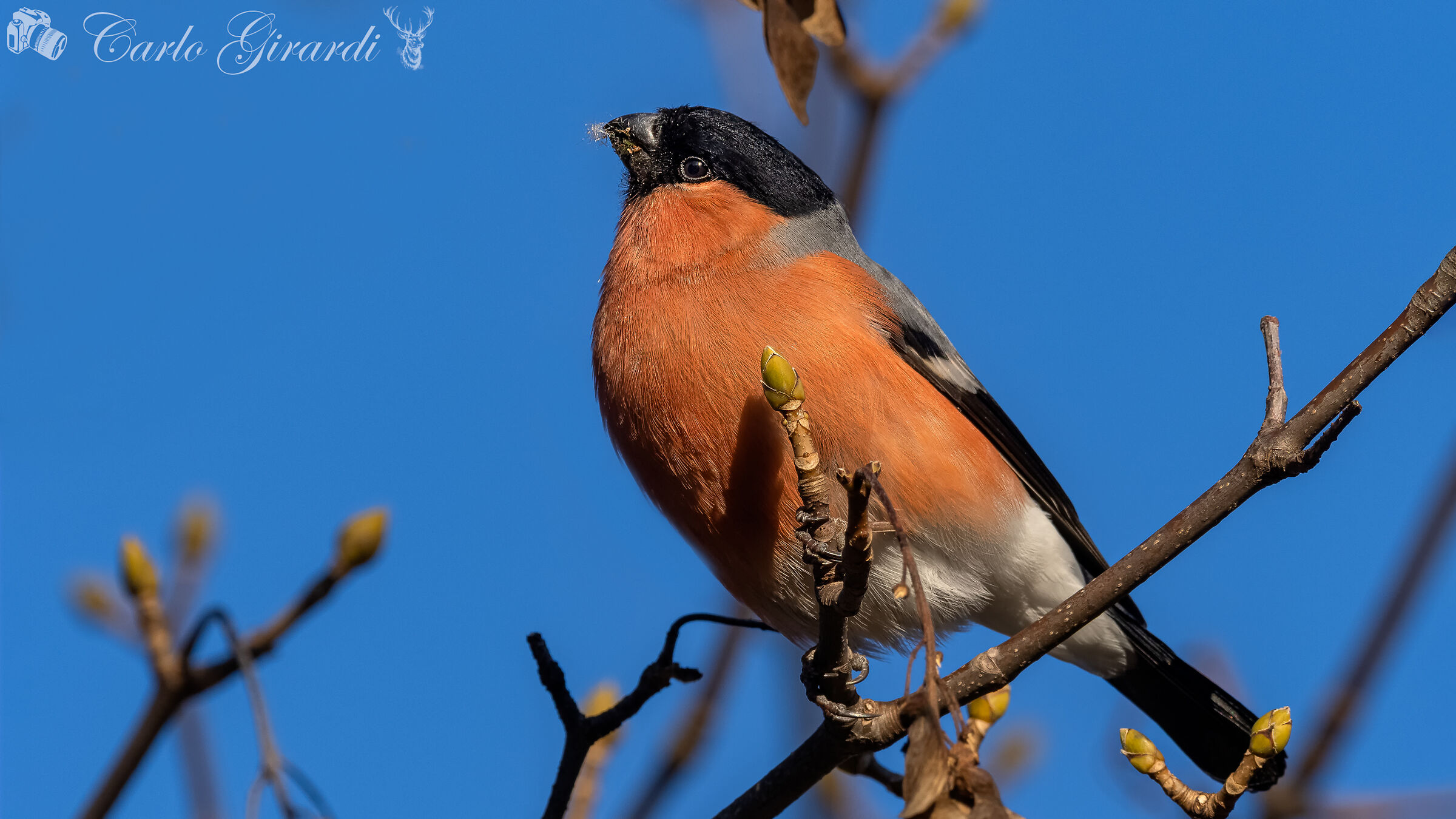 Ciuffolotto pensieroso.