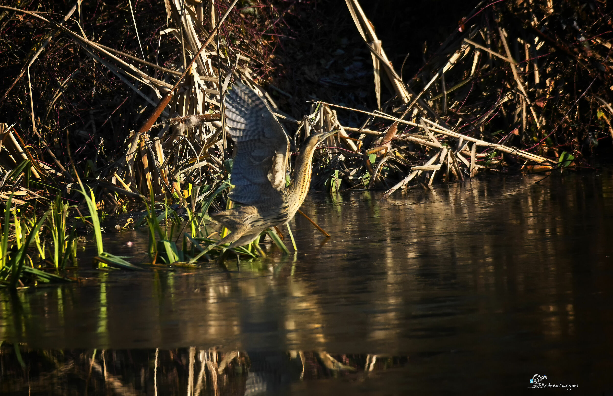 Il primo tarabuso....