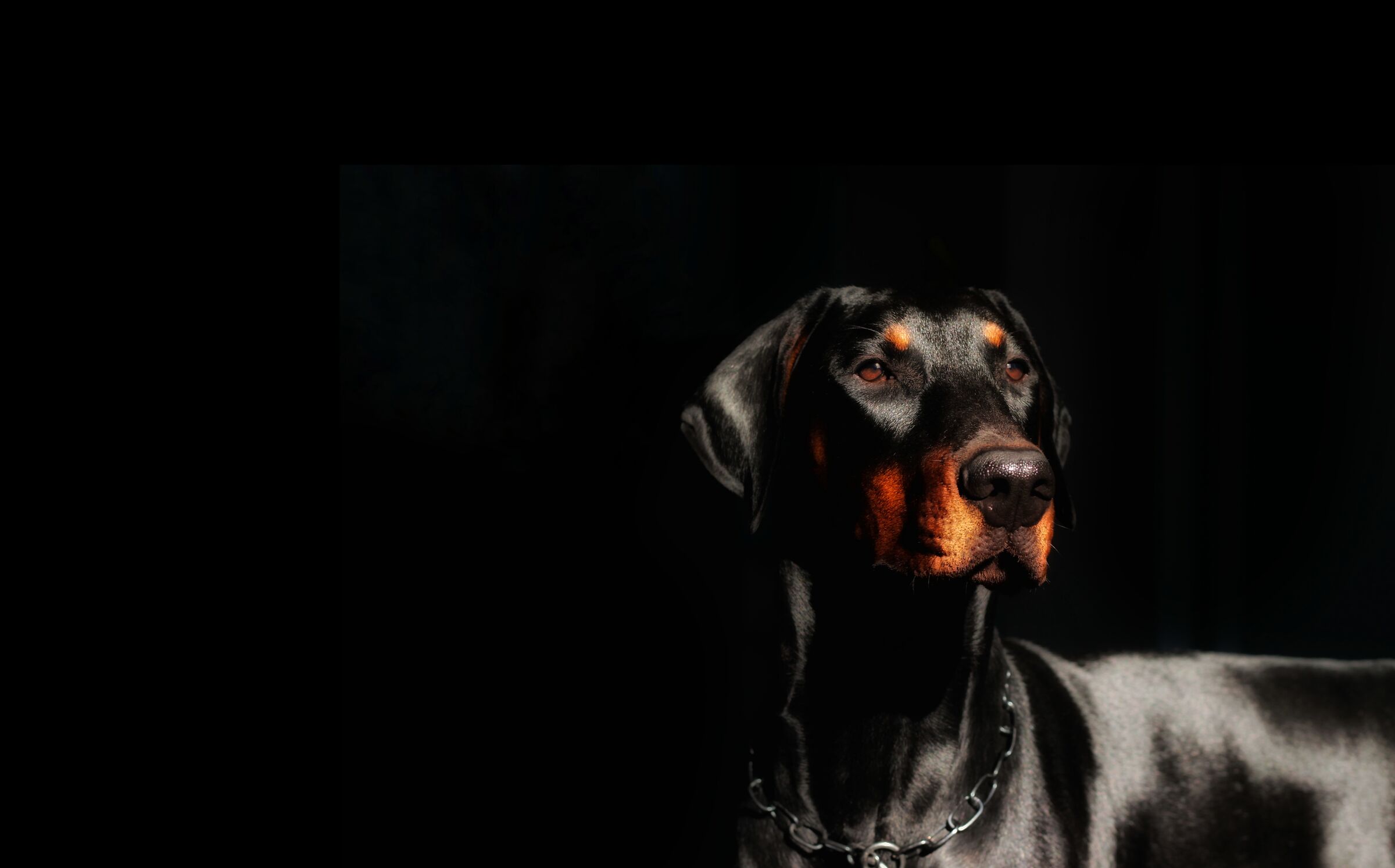 Dobermann