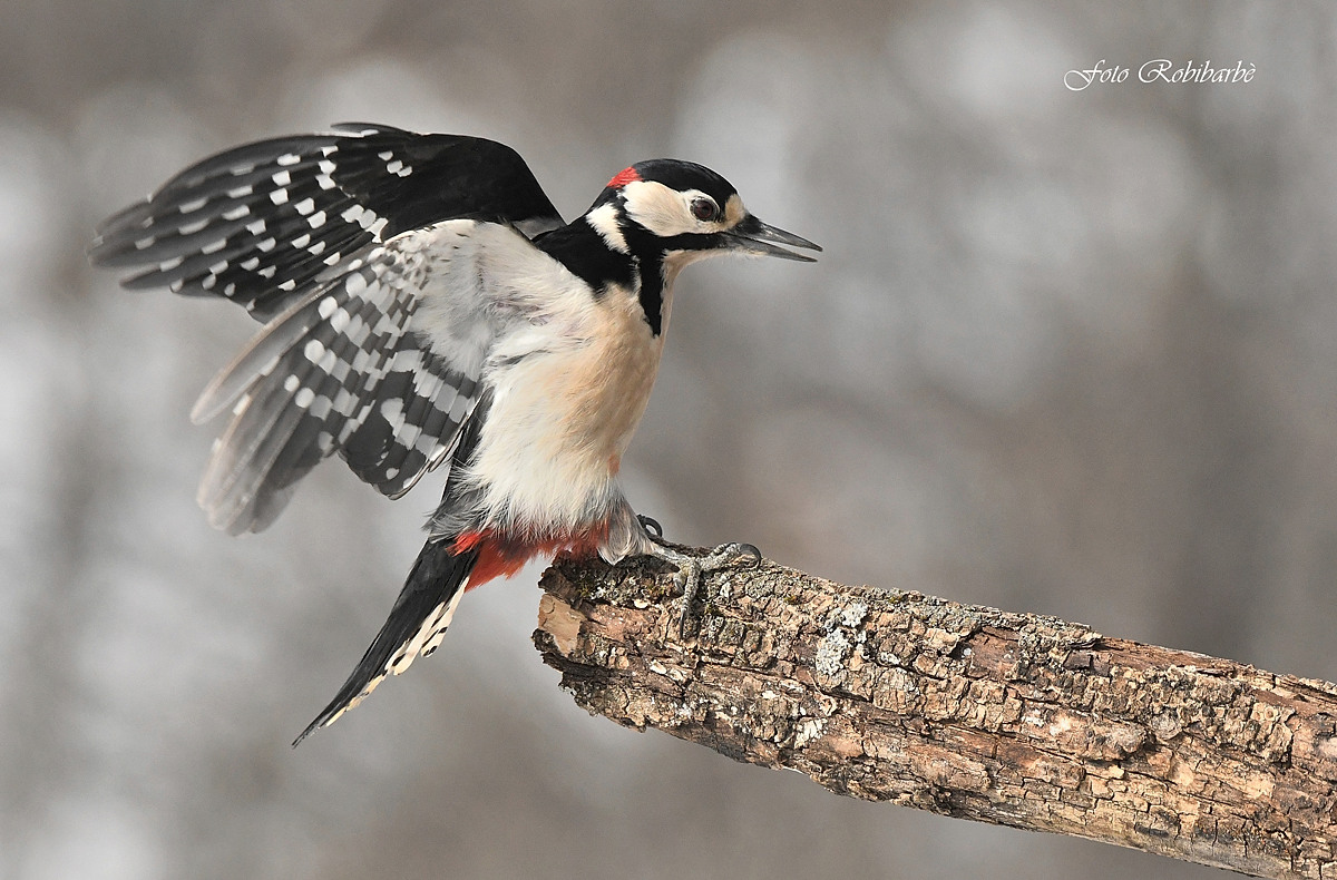 Picchio rosso maggiore....