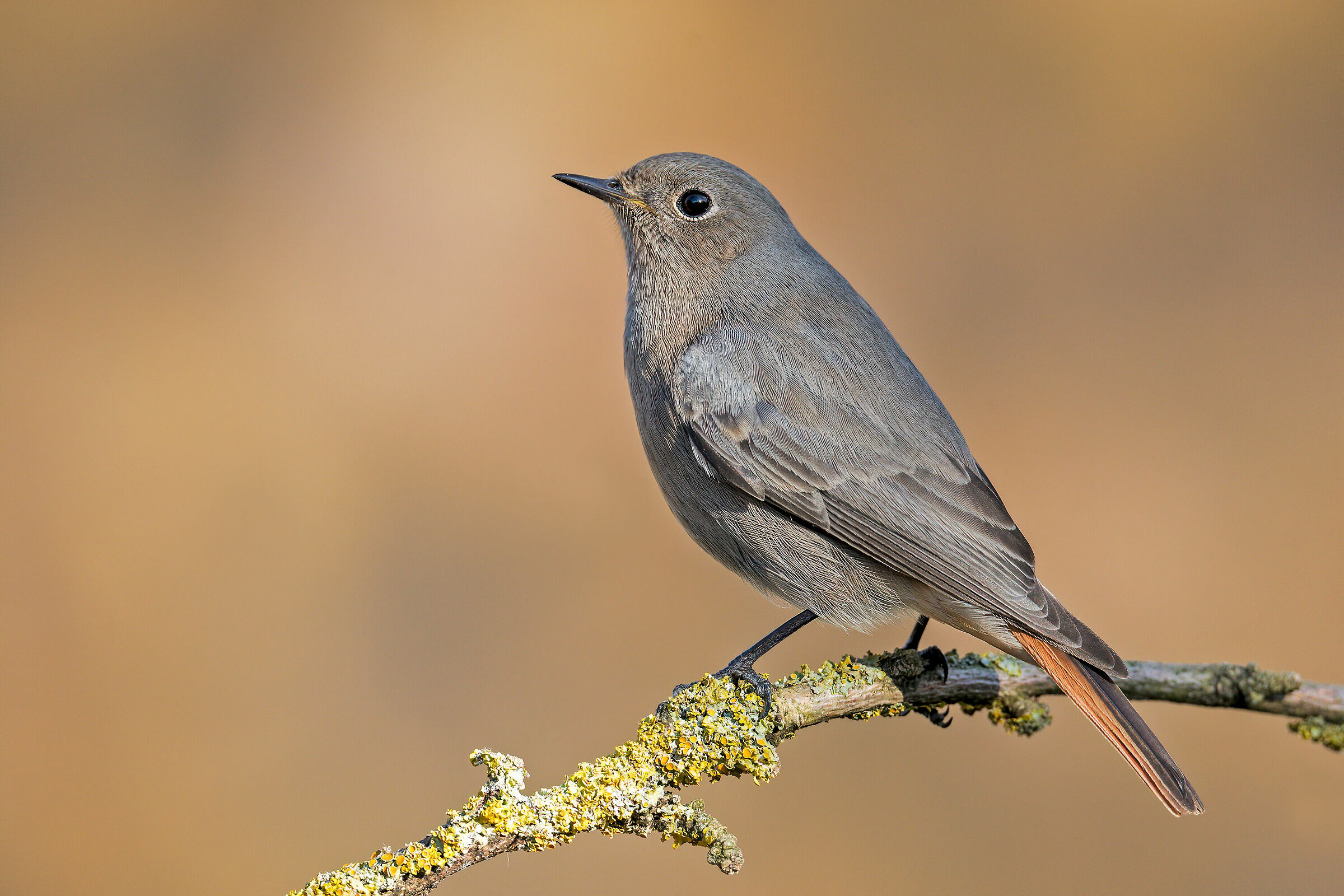 La signora spazzacamino ...