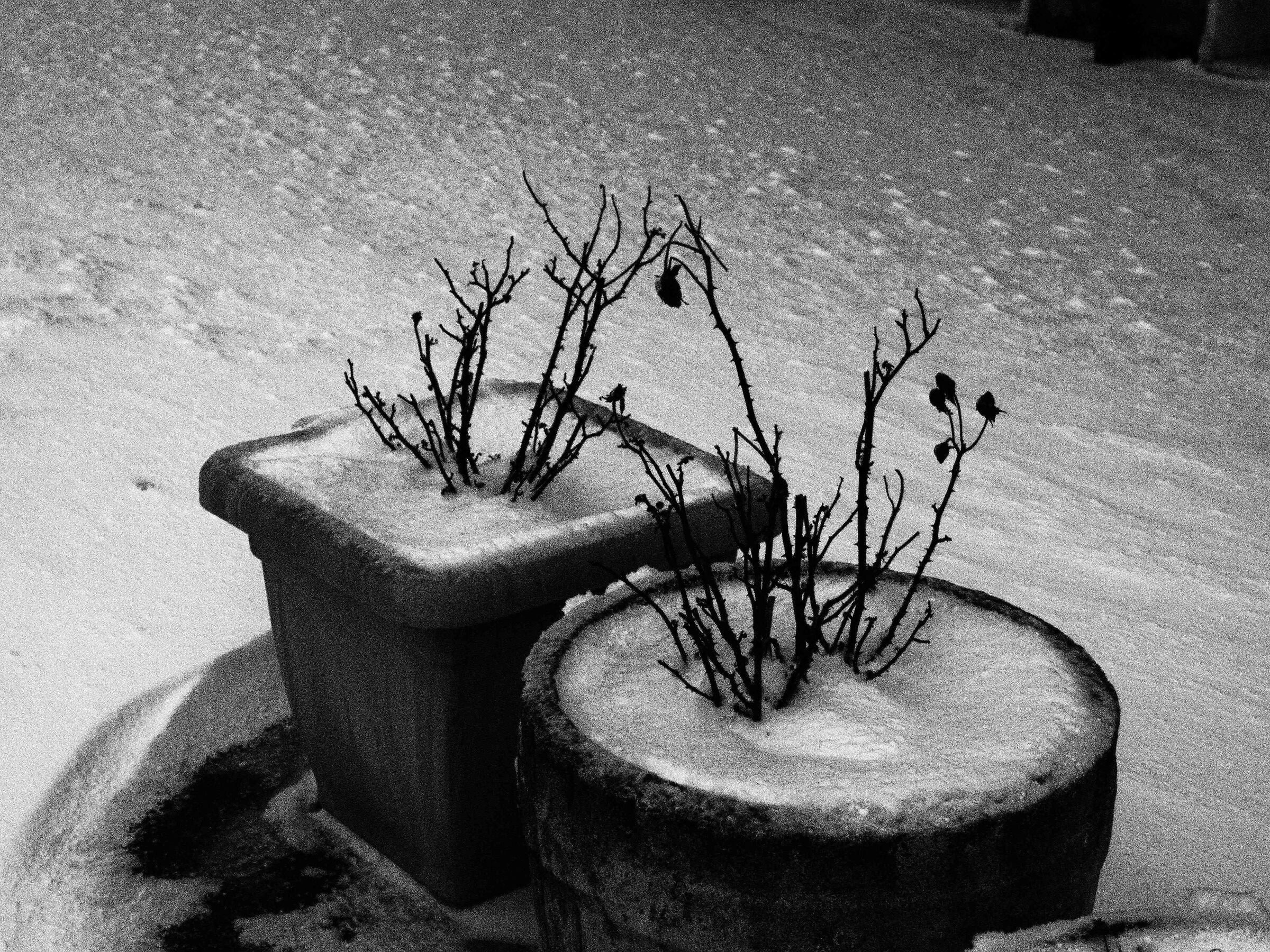 Natura morta assiderata