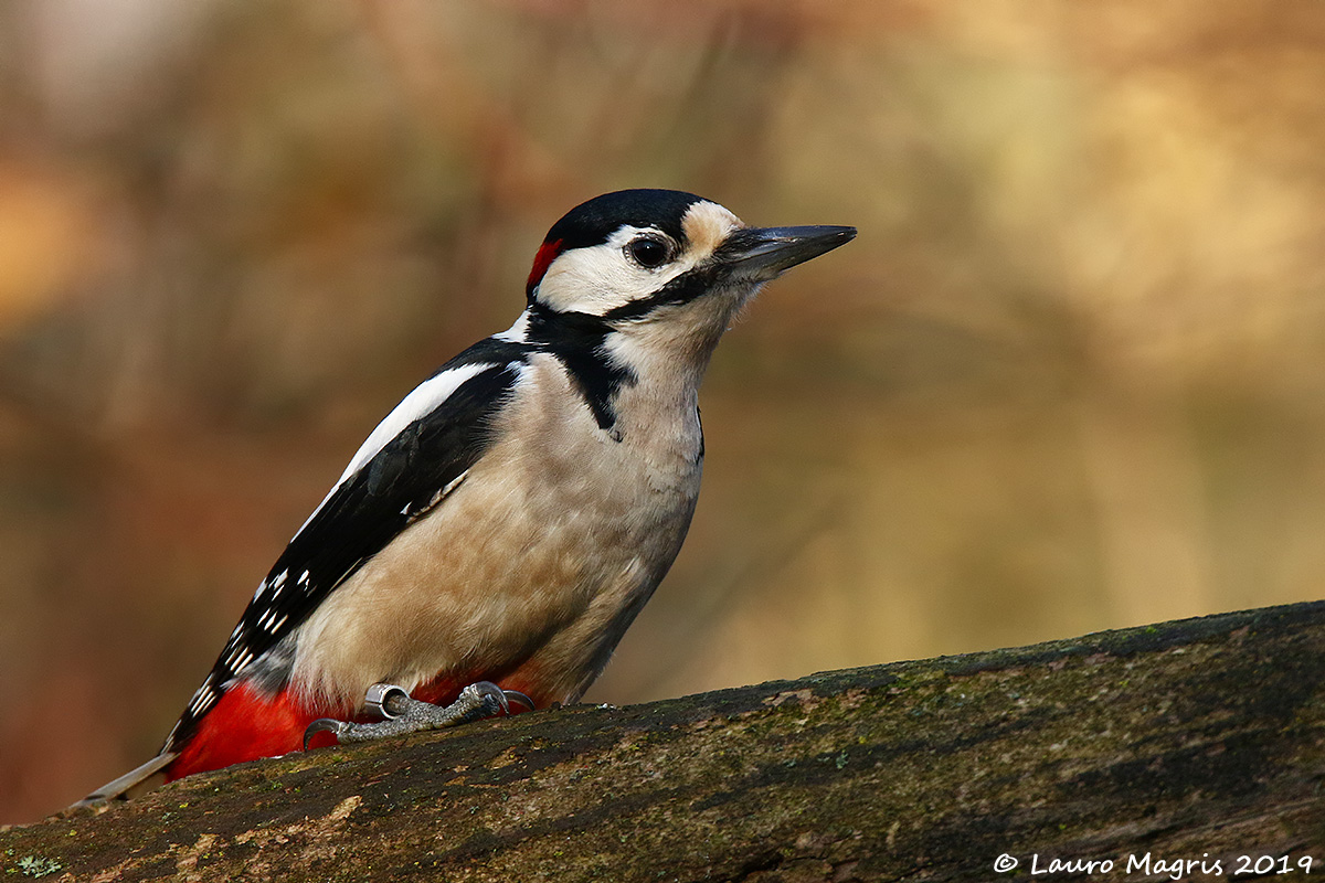 Major red woodpecker