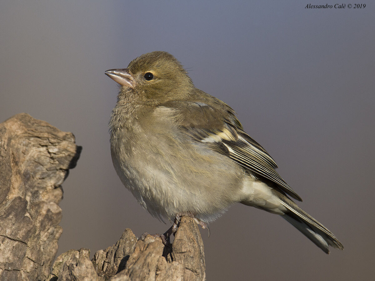 Fringilla coelebs F (Fringuello) 4627