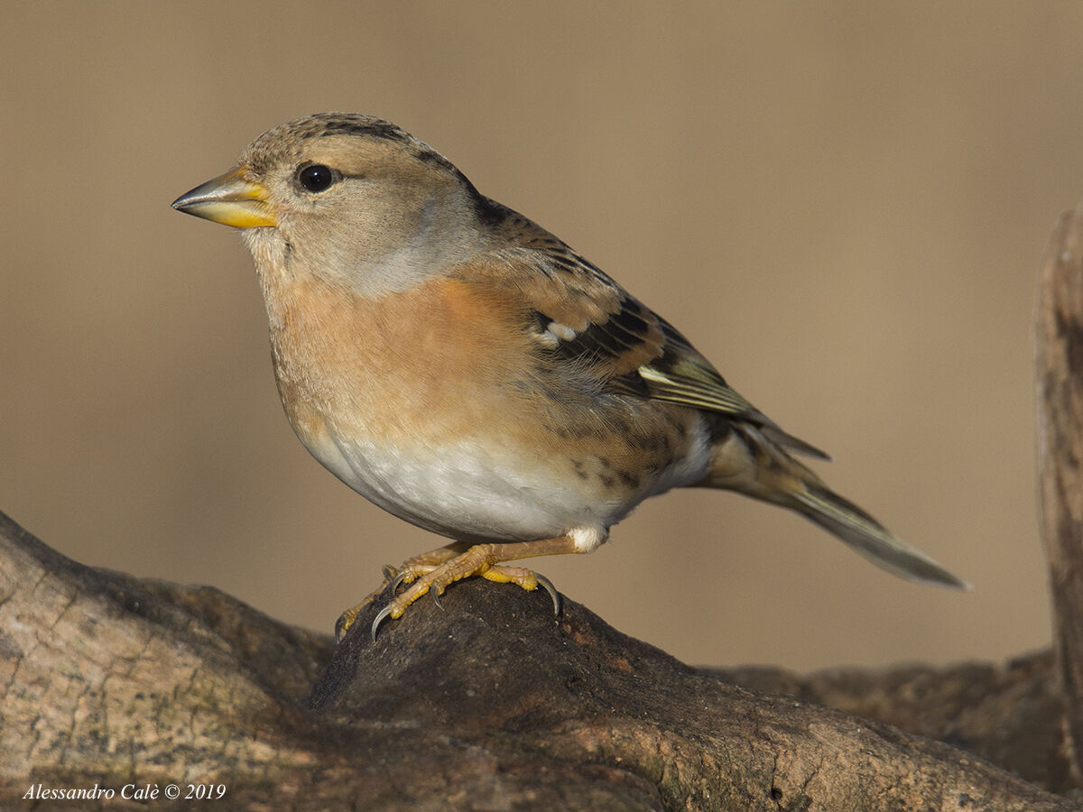 Fringilla montifringilla (Peppola) 4564