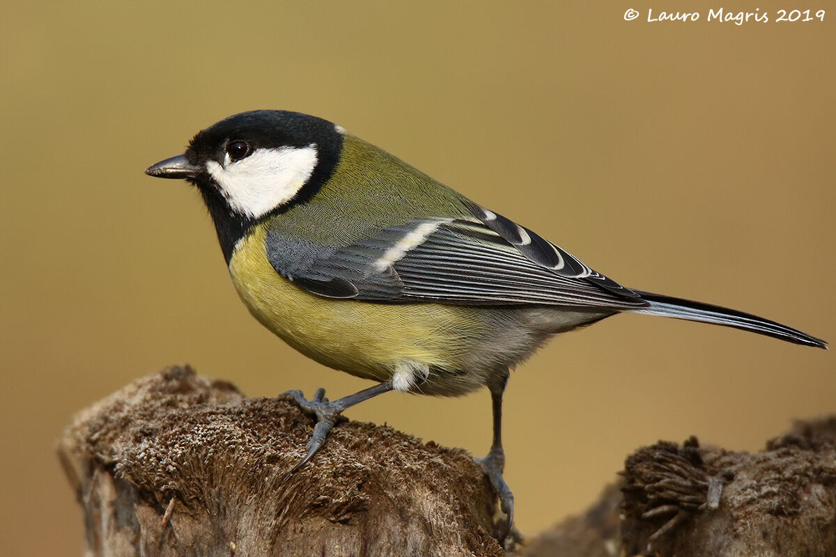 Cinciallegra ... ma non troppo