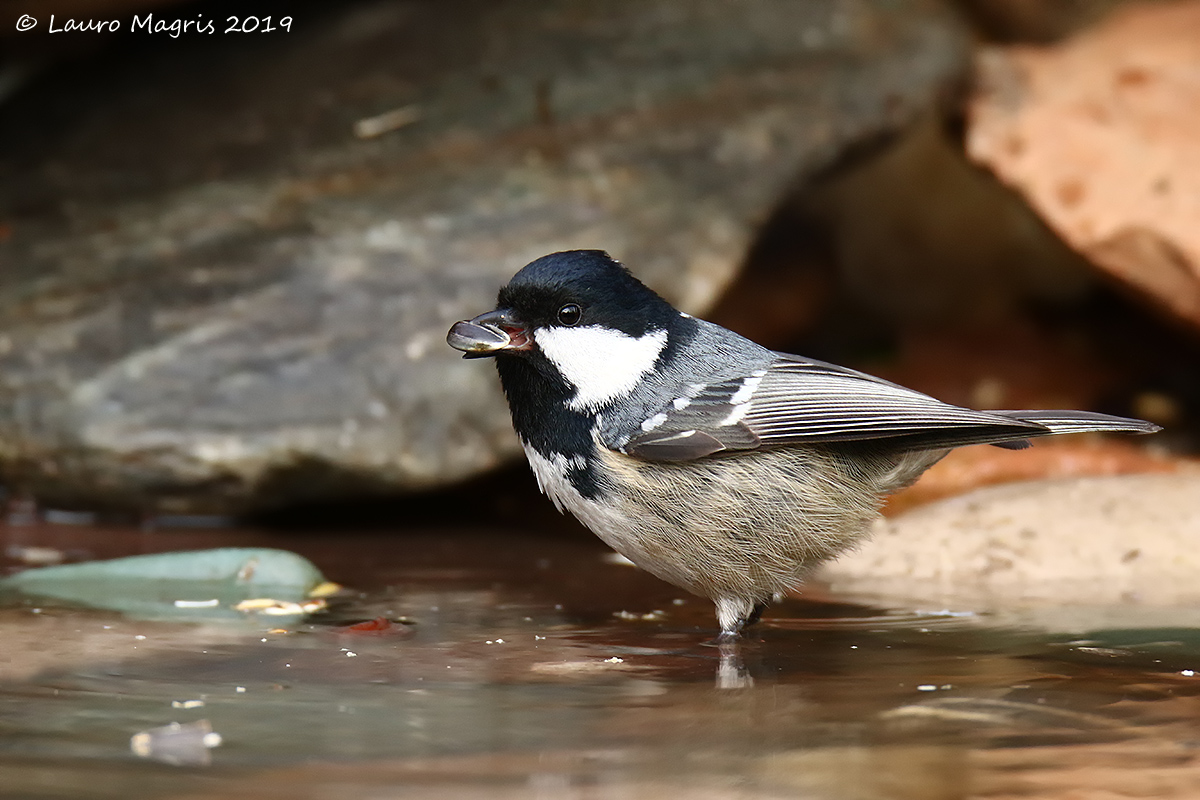 Soaked in the spring