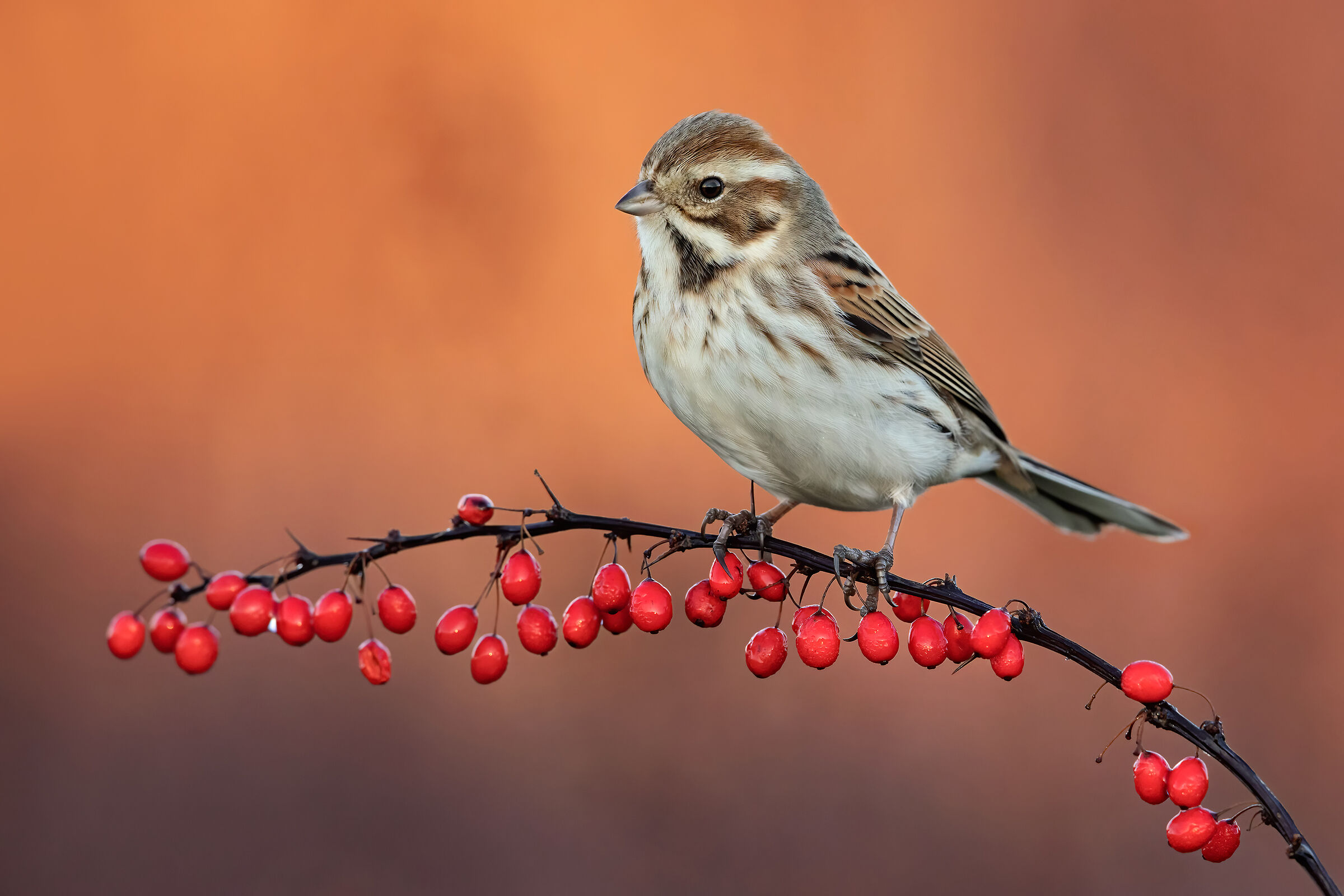 ..migliarino di palude..