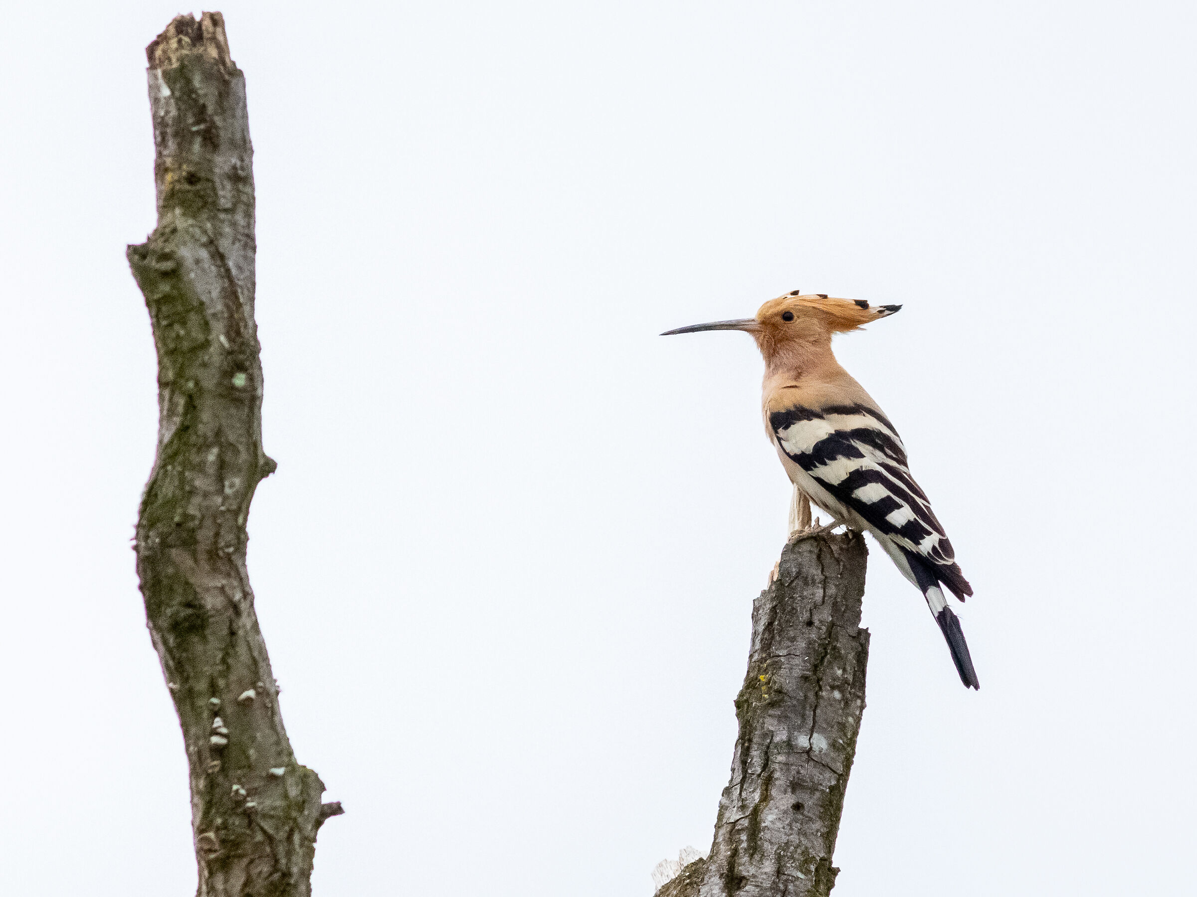 Hoopoe