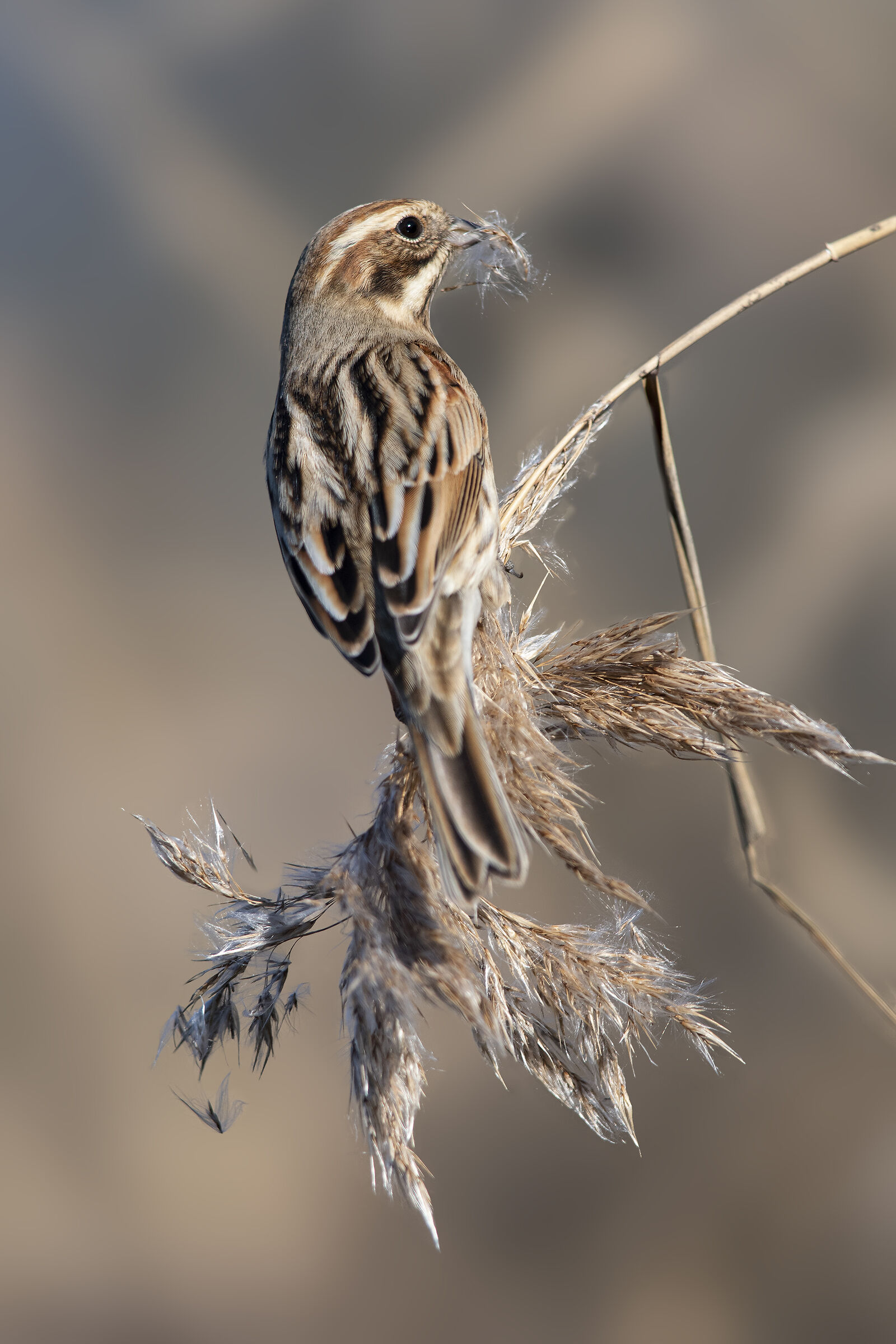 migliarino di palude