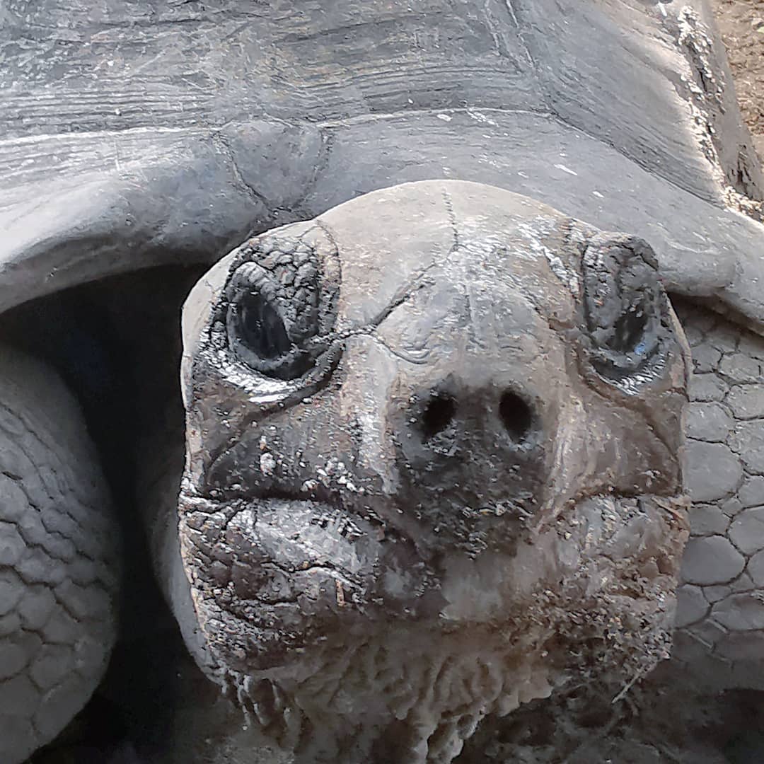 Selfy ultra centenario (Seychelles)