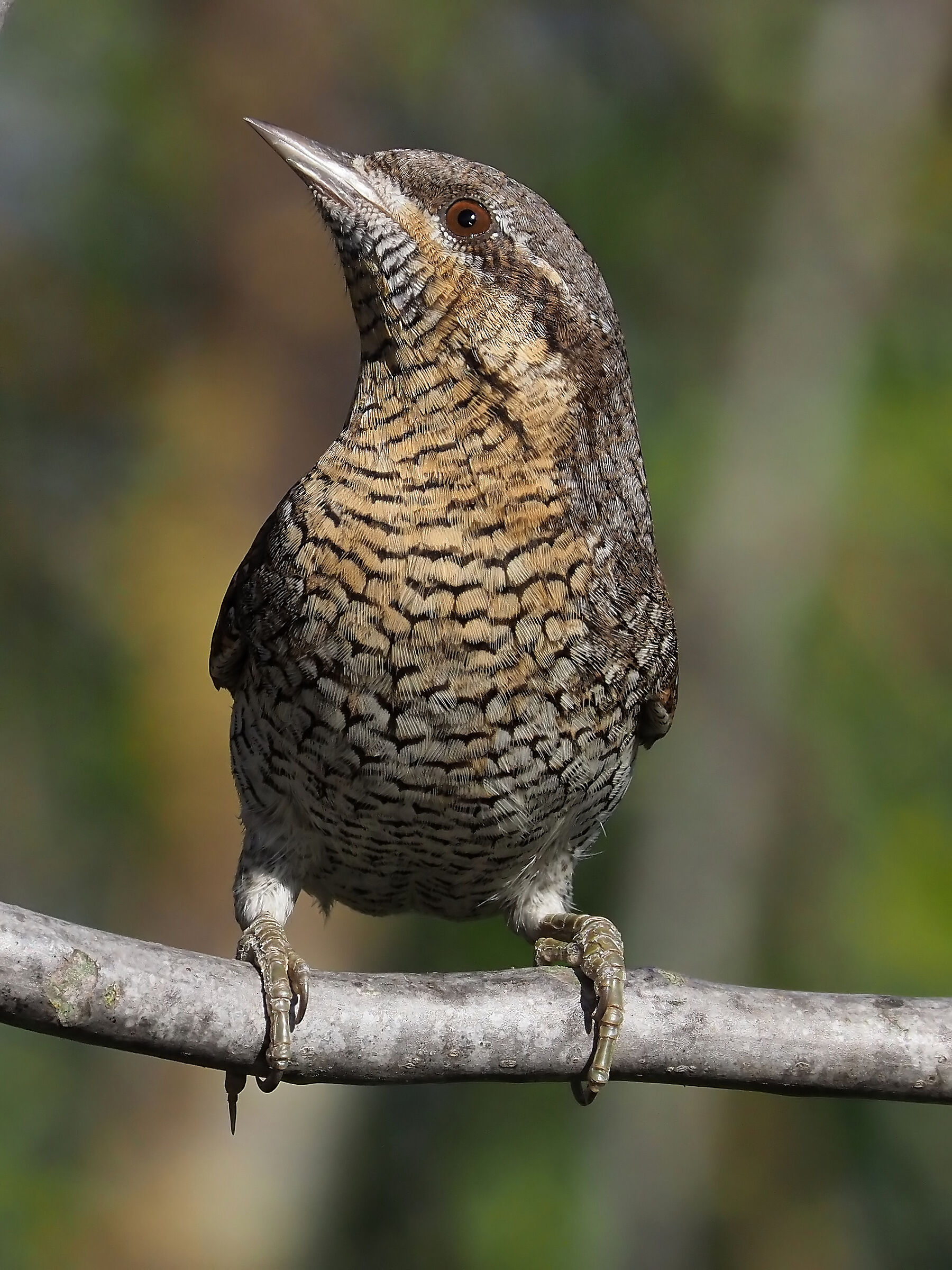 Torcicollo svernante