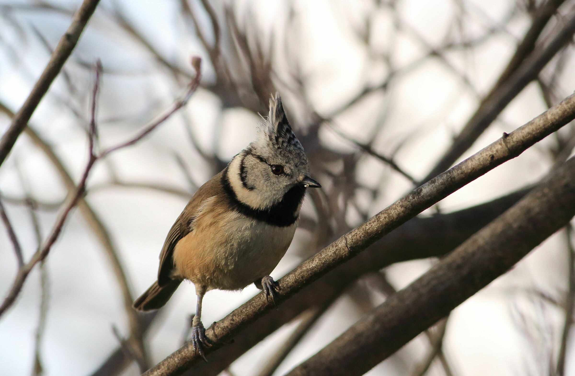 tufted tuft