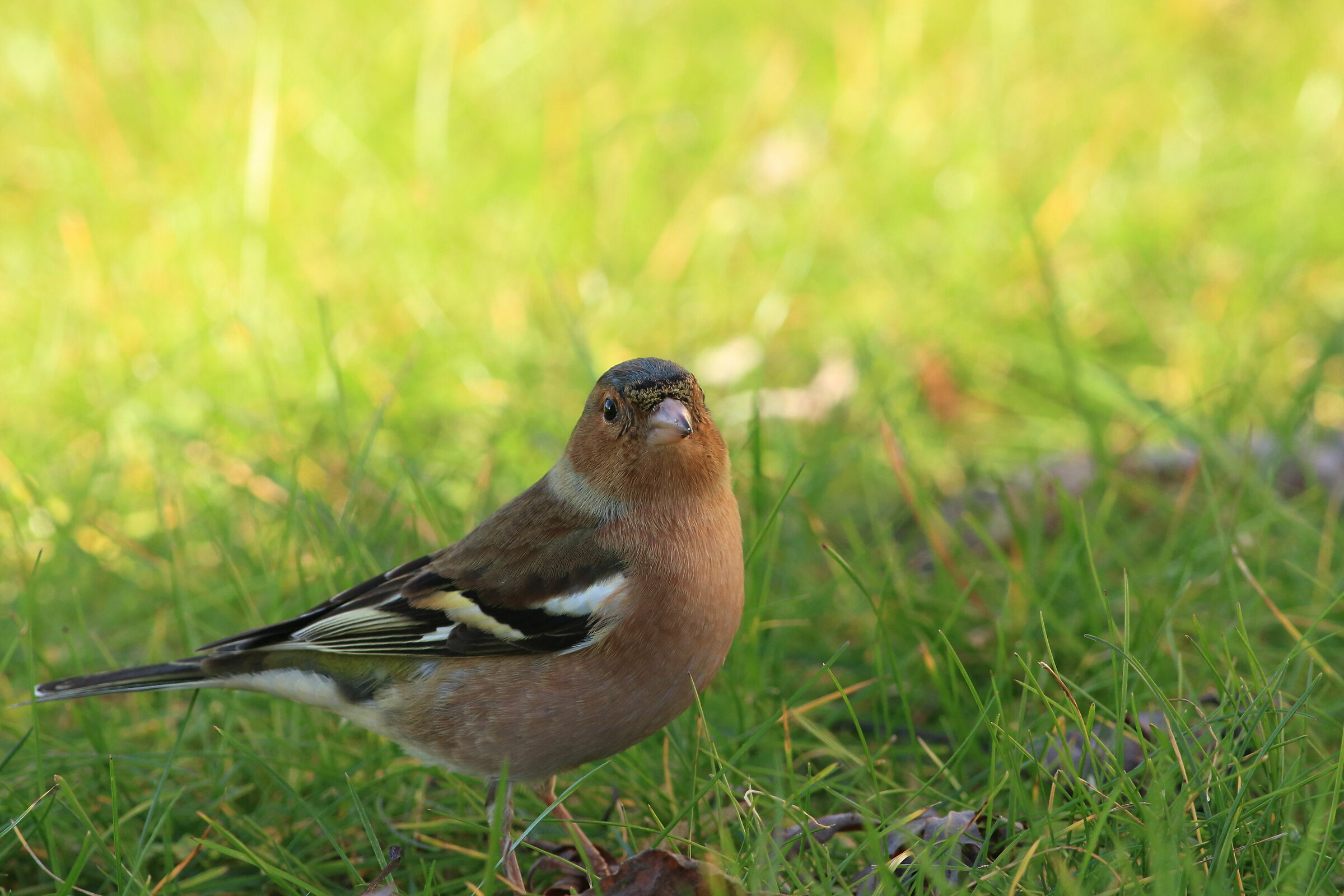 Chaffinch