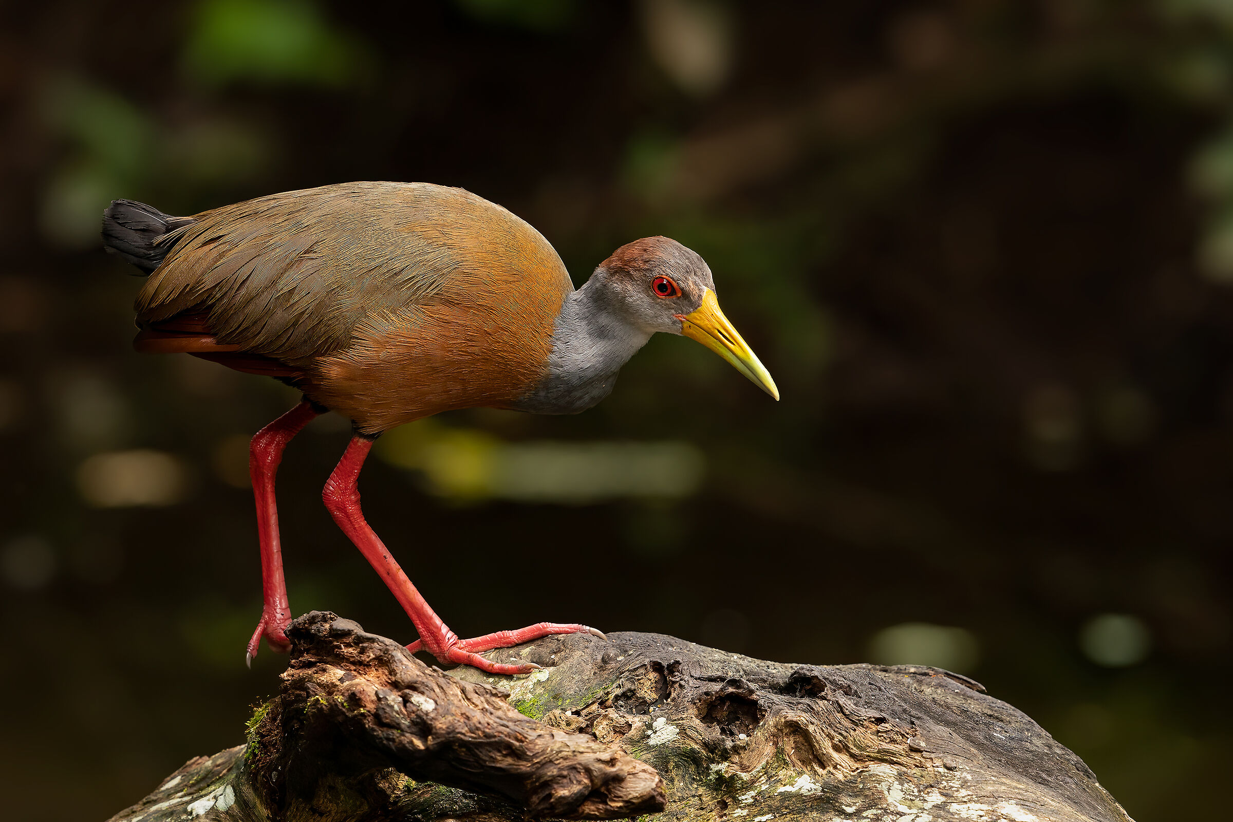 Greyneckwood rail in place