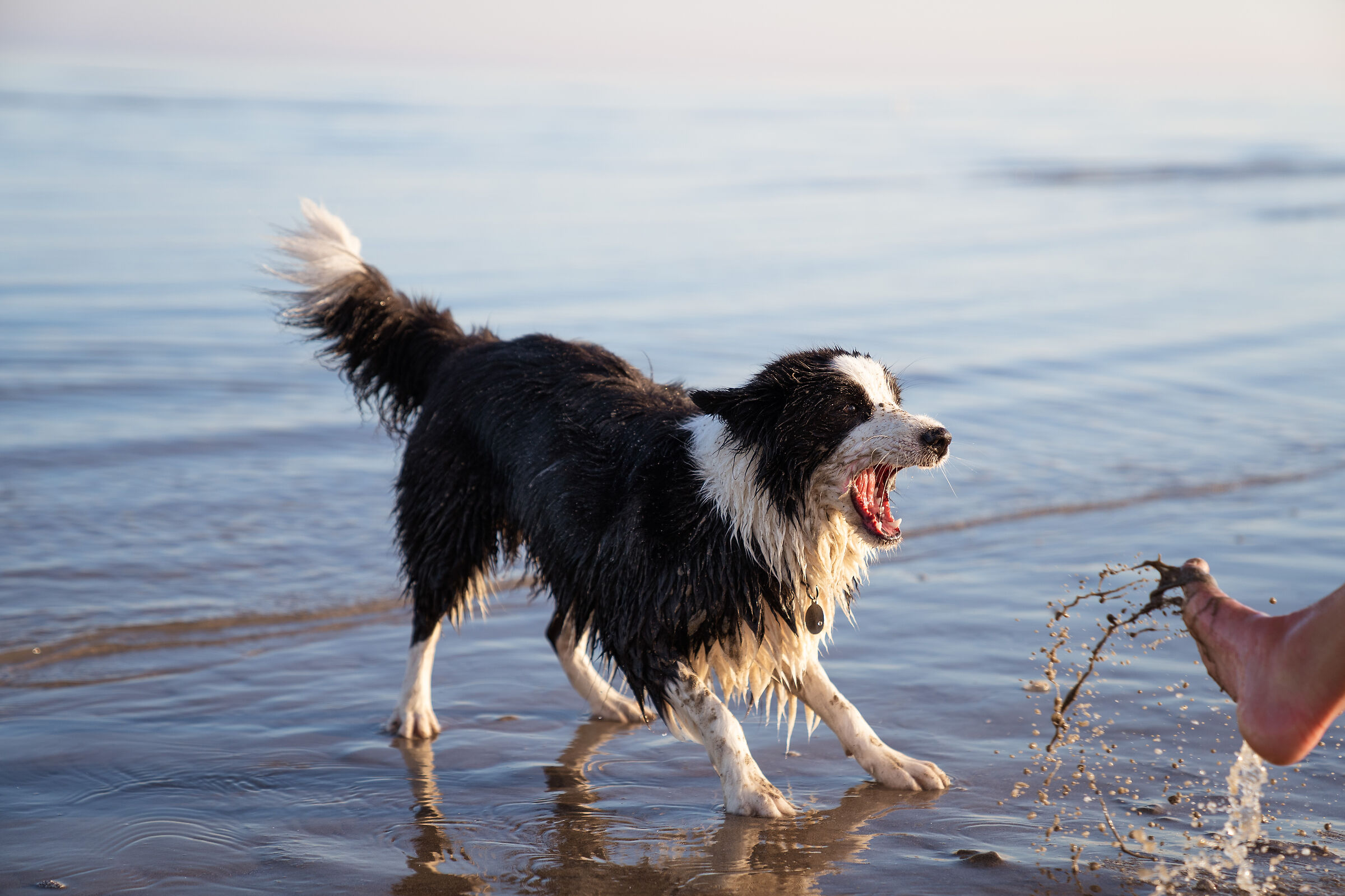 Giochi d'acqua....da cane