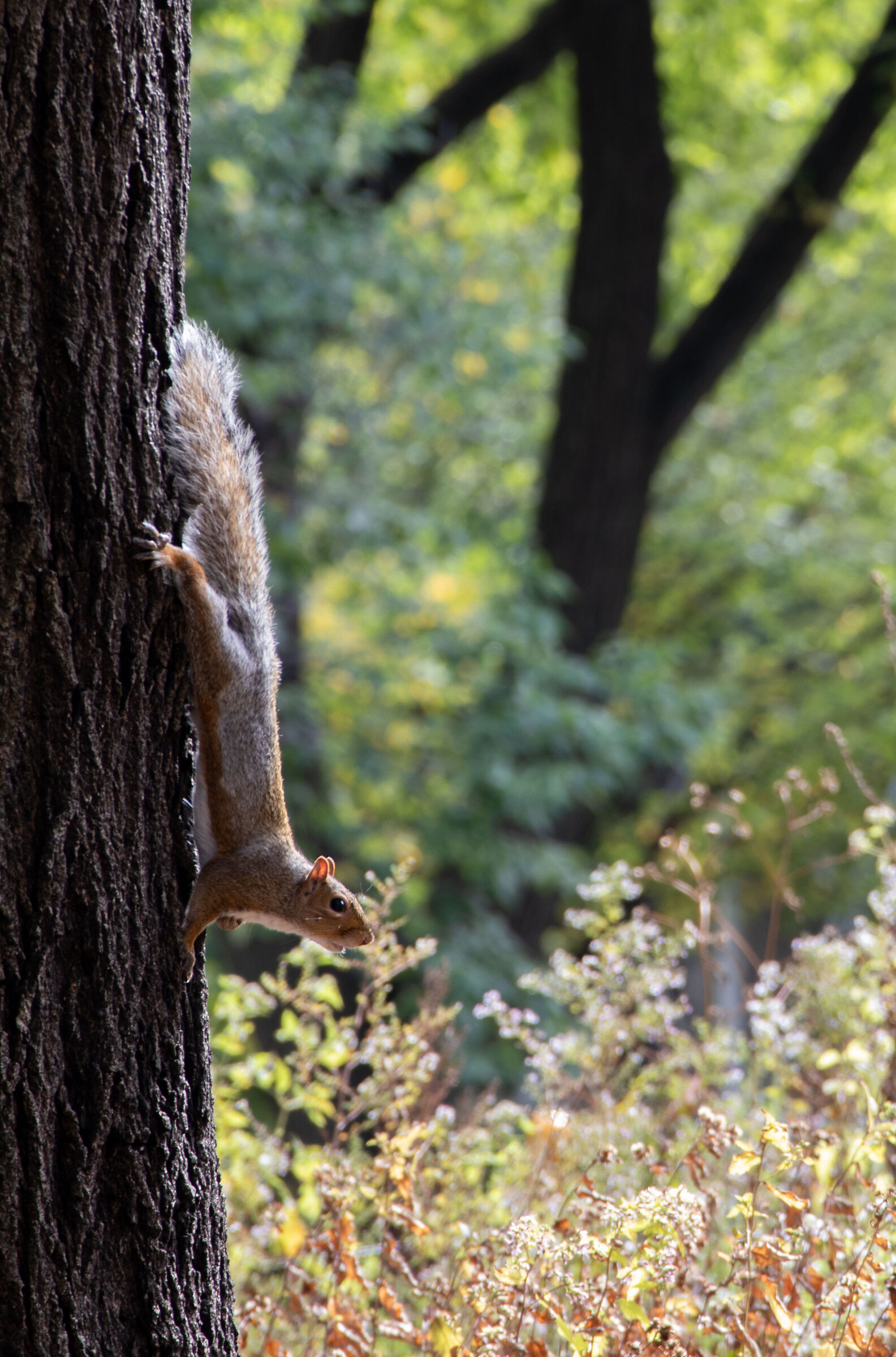 New York Squirrel!