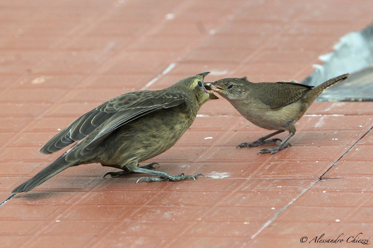 Forced adoptions .....