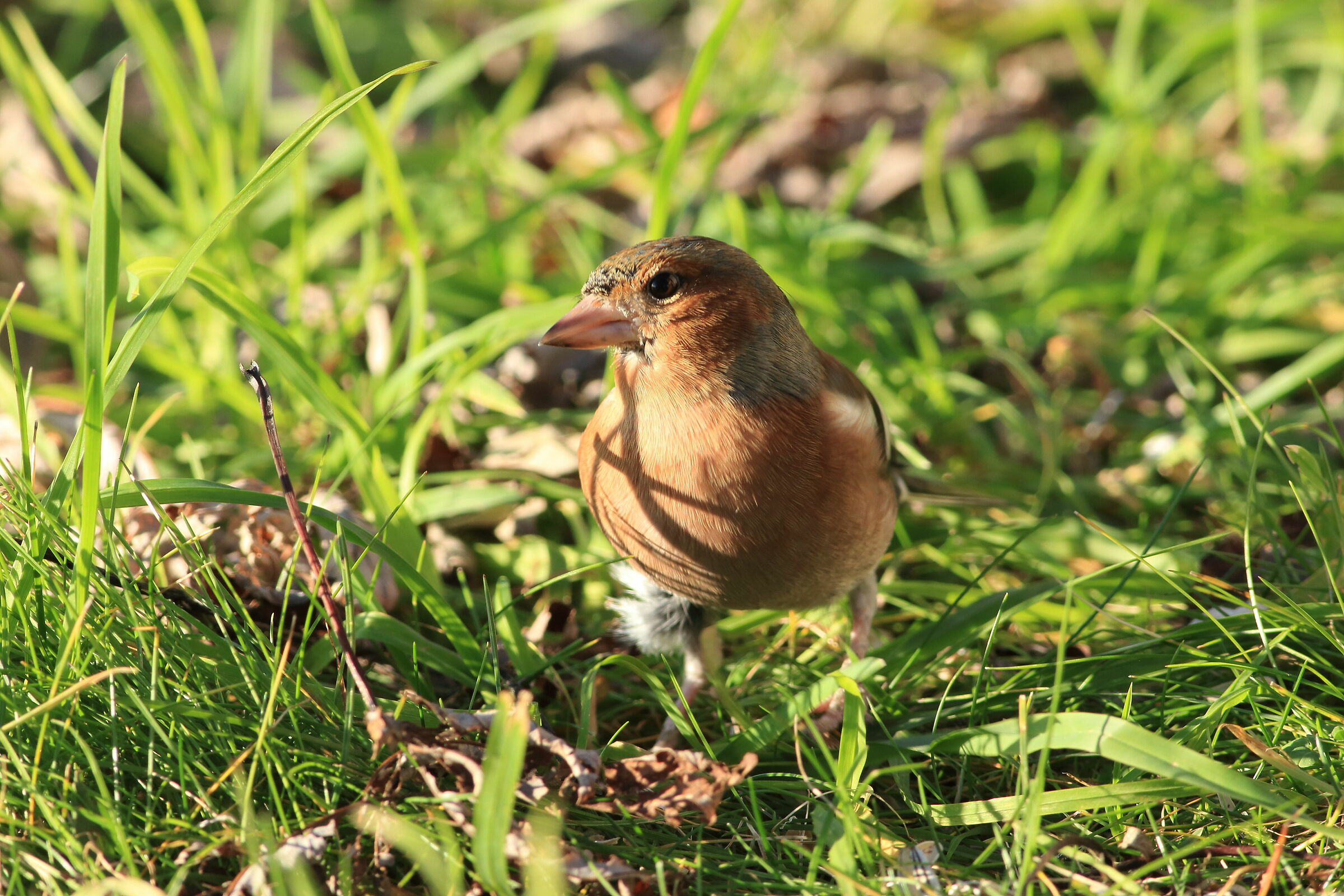 Chaffinch