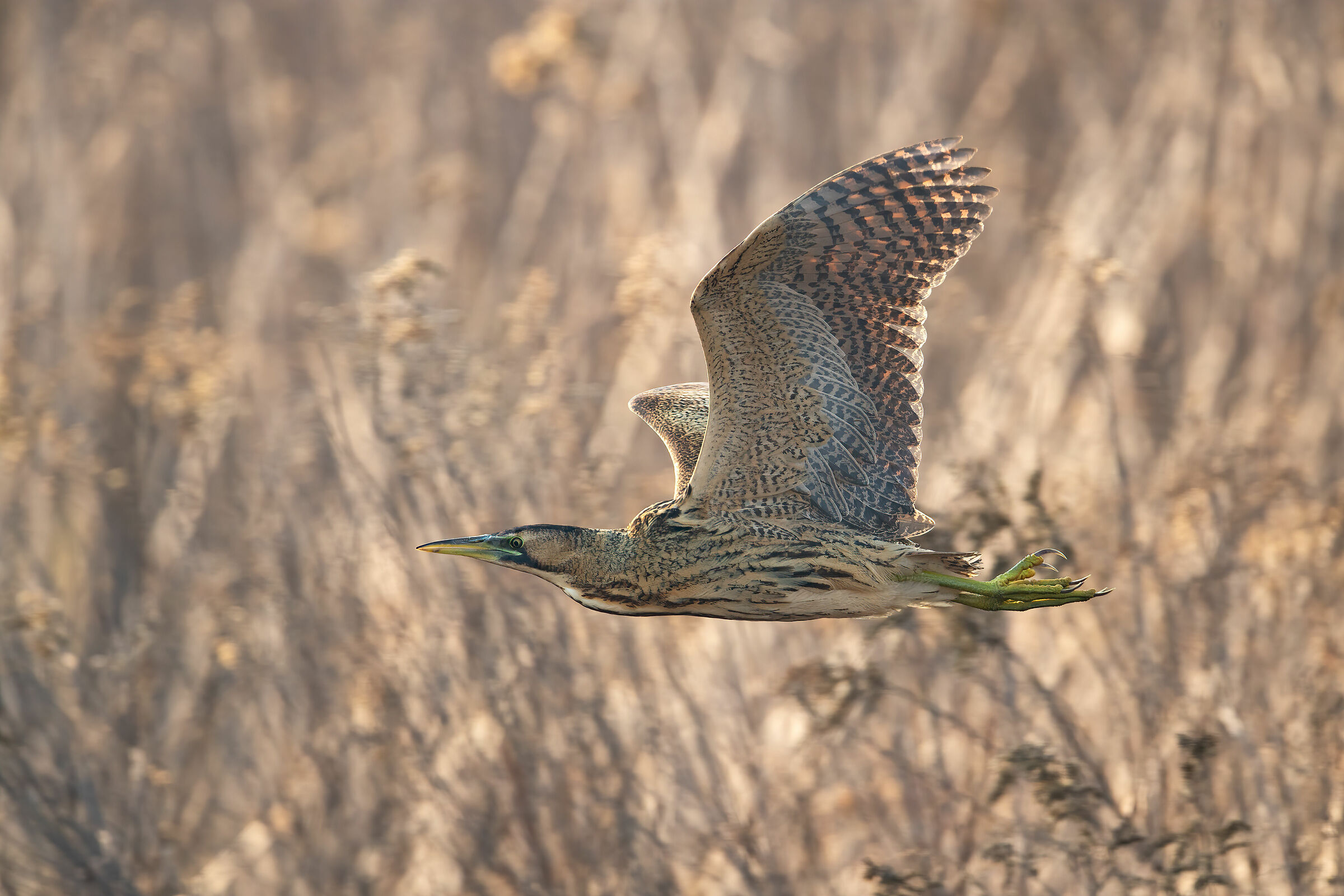 Tarabuso in contro luce
