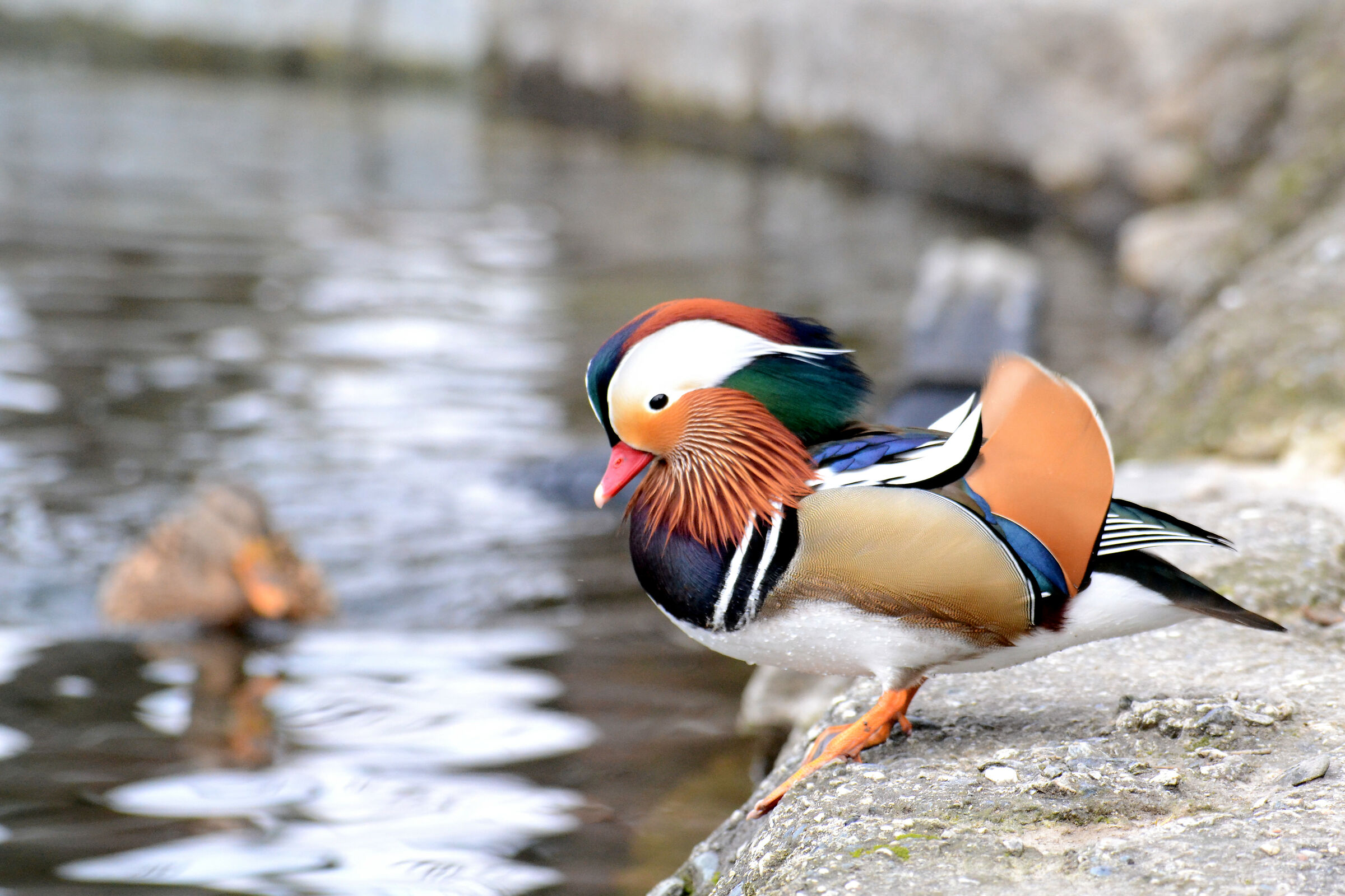 Do I dive or don't I dive?